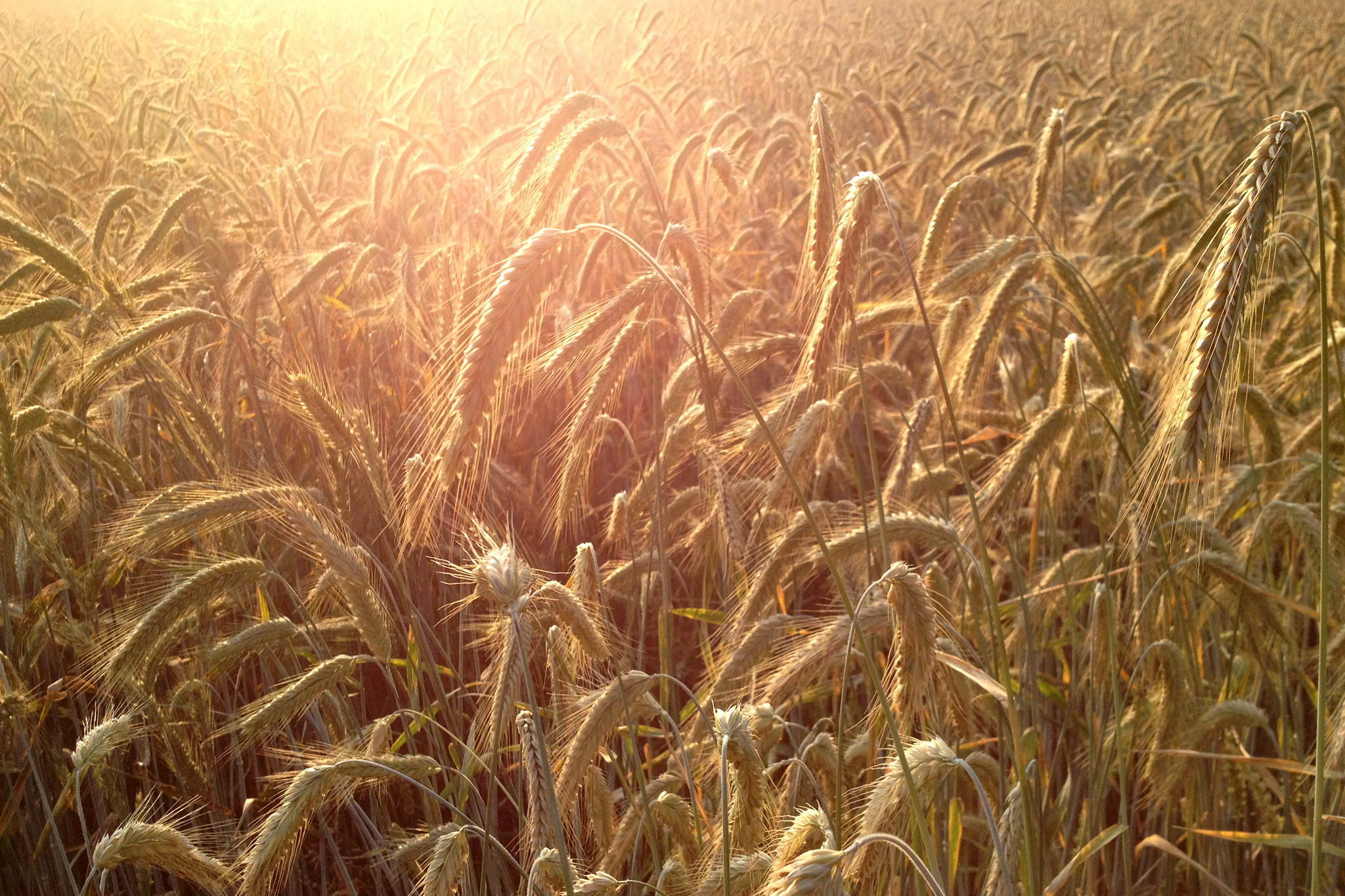 Immer noch sommer 9354331821 o