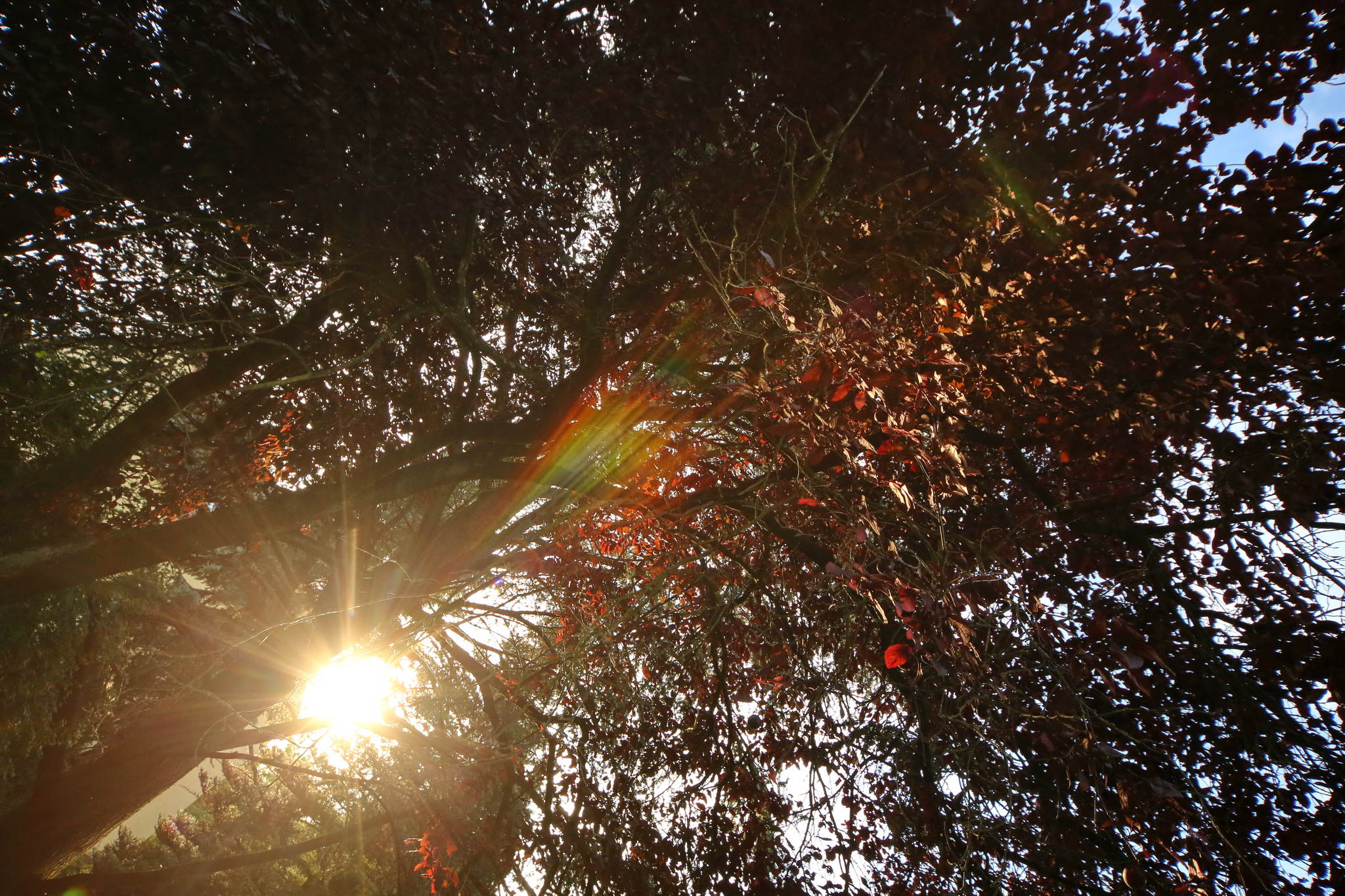 Lichtblick 14476241537 o