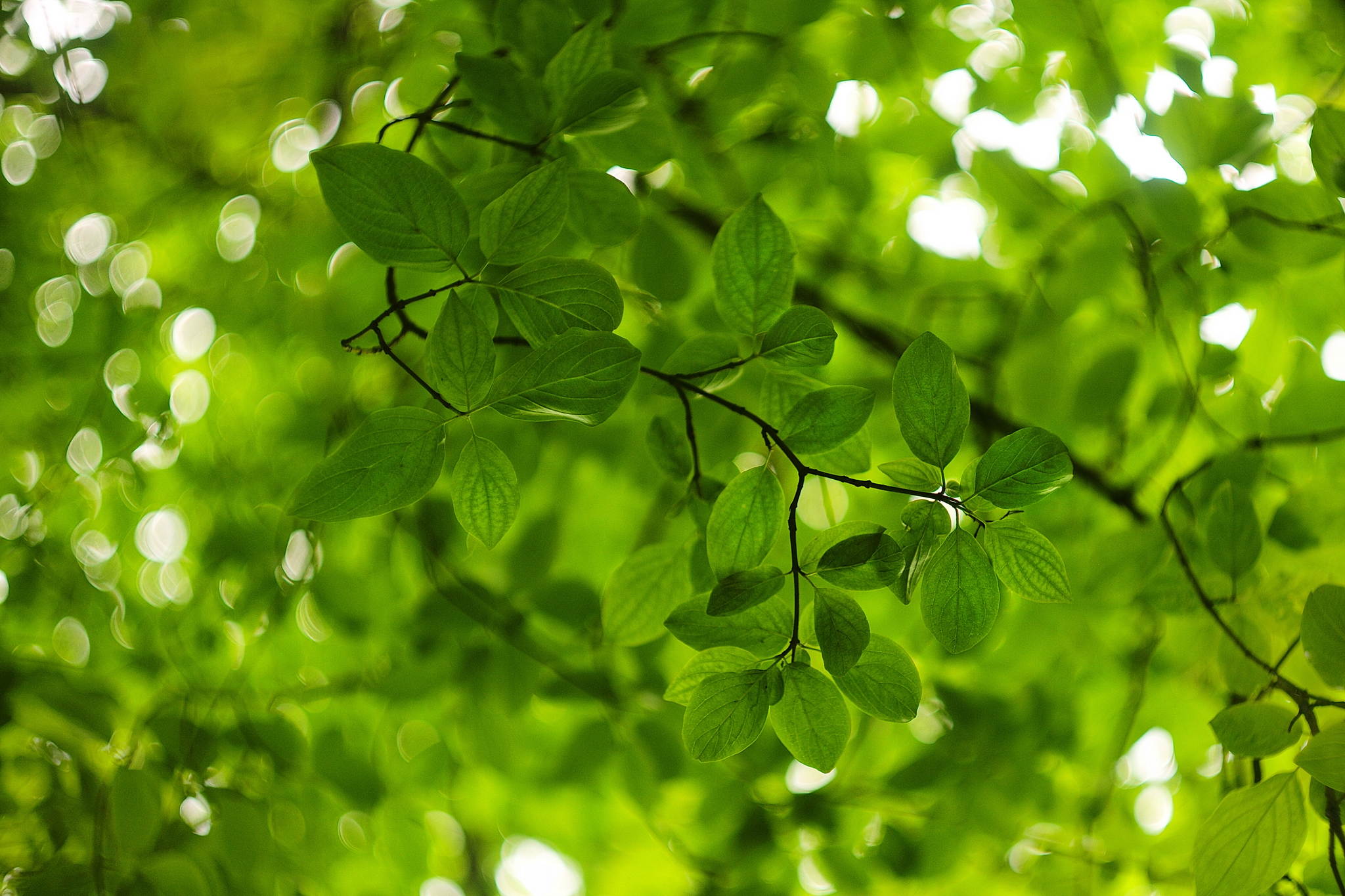 M2401906 51181948021 o