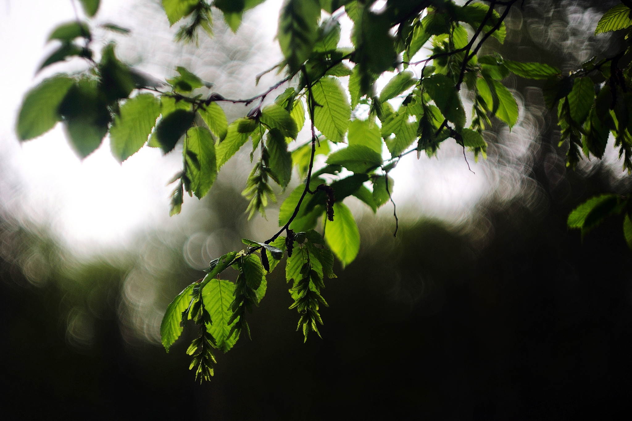 M2401923 51182734574 o