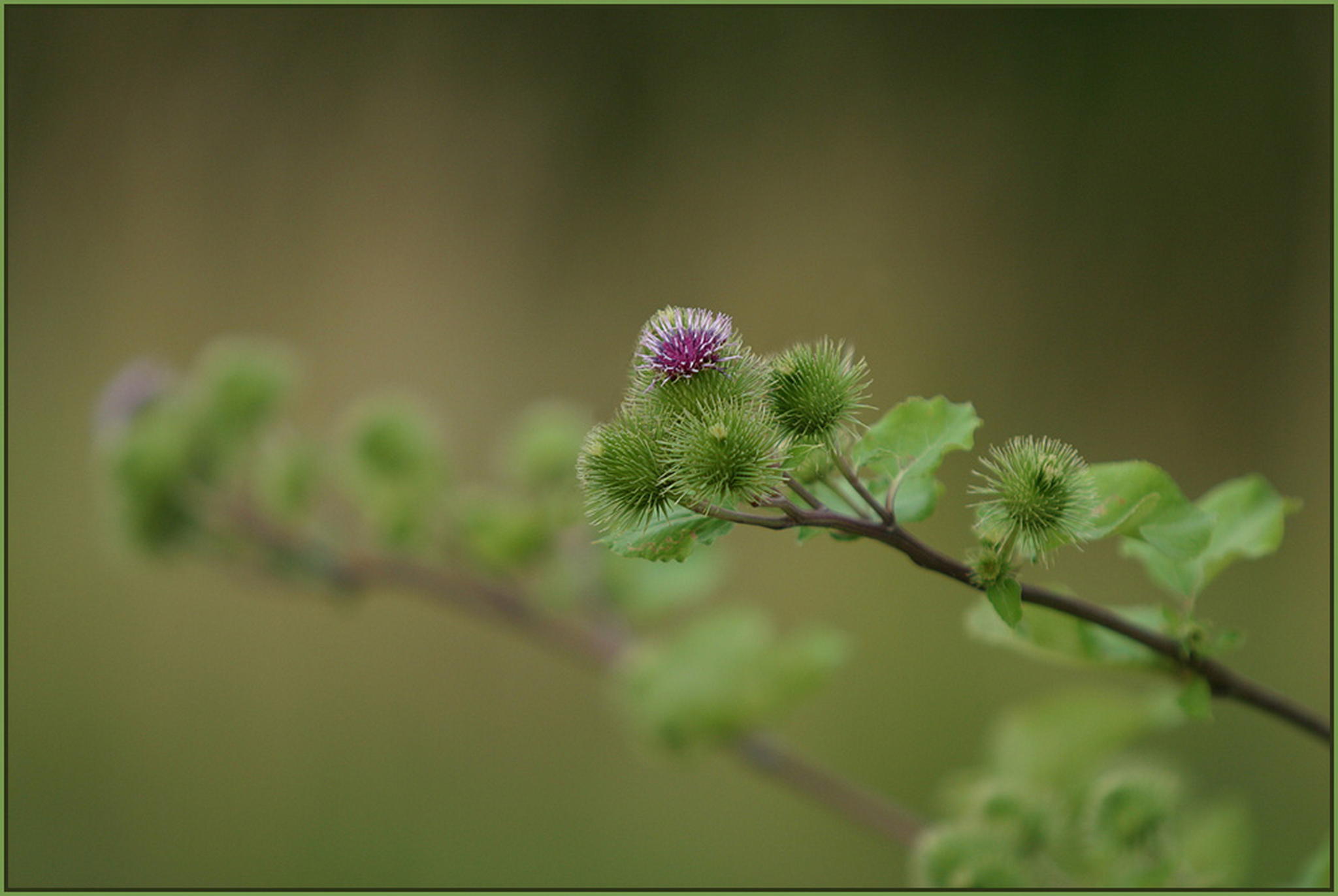 Monochrome 6011103772 o