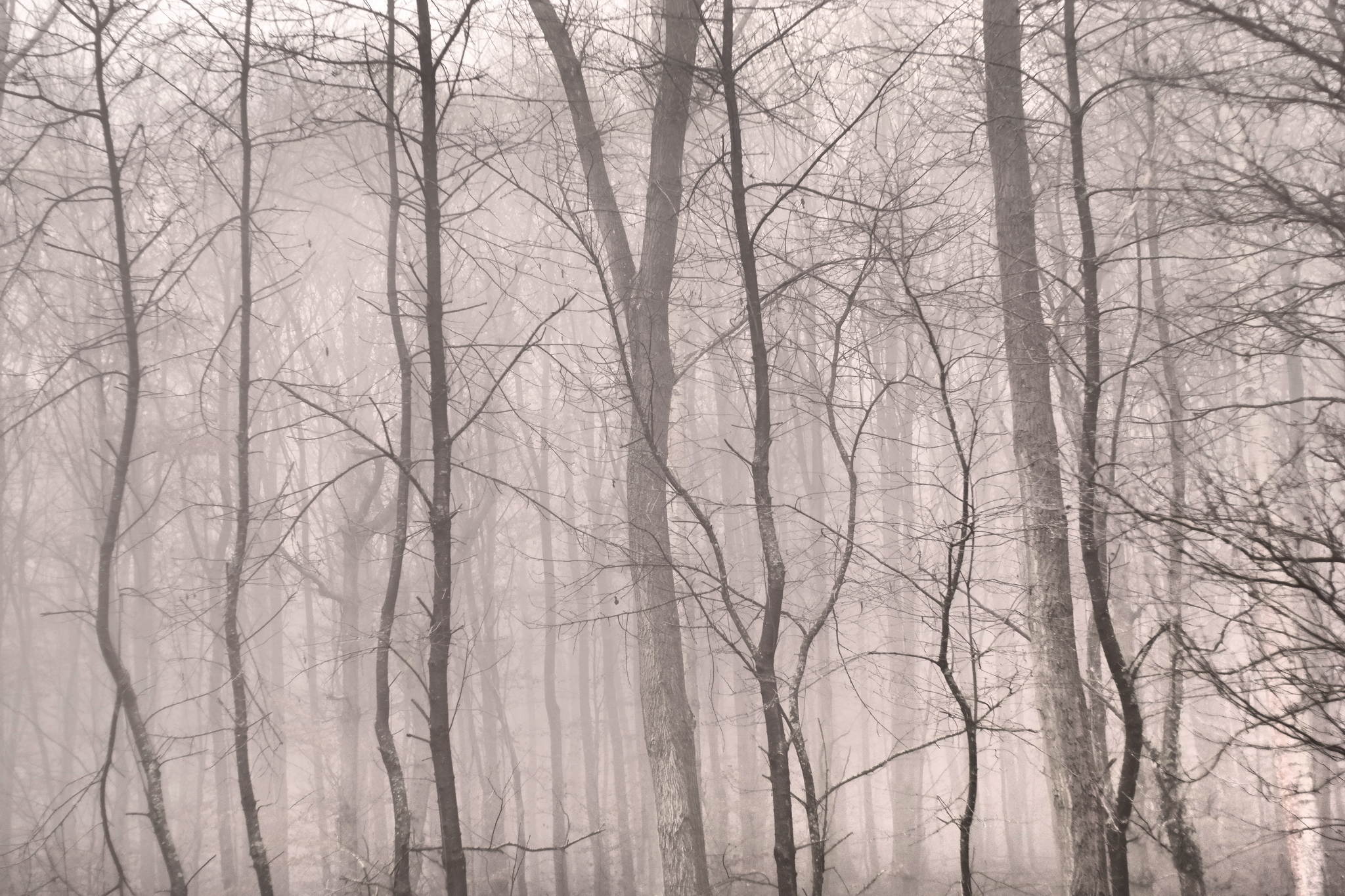 Nebelwald 16264889242 o