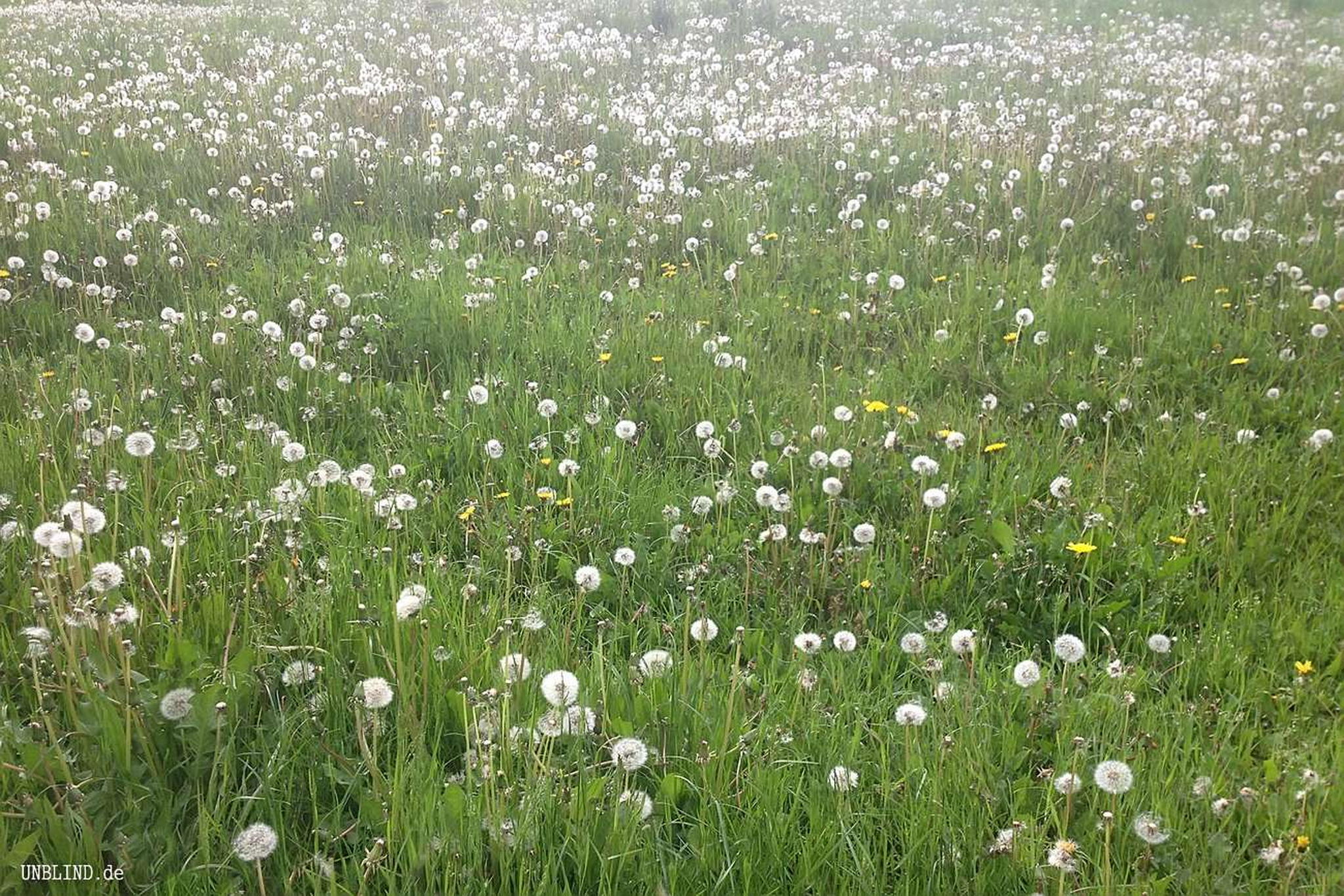 Pusteblume 8729901294 o