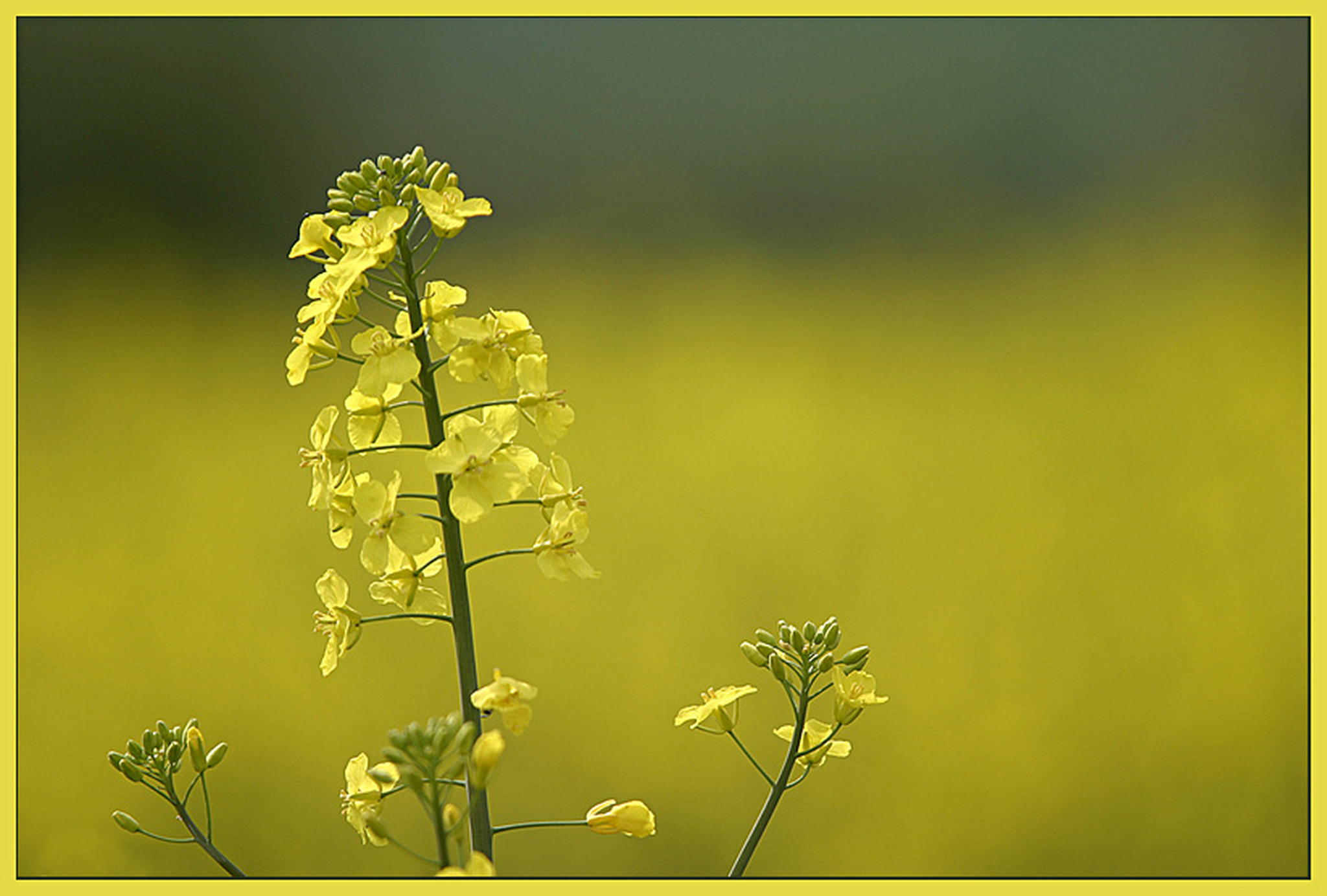 Raps mehr nicht 6011377274 o