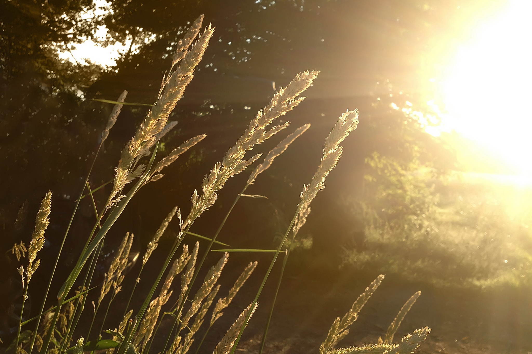 Sommerabend 9240692267 o