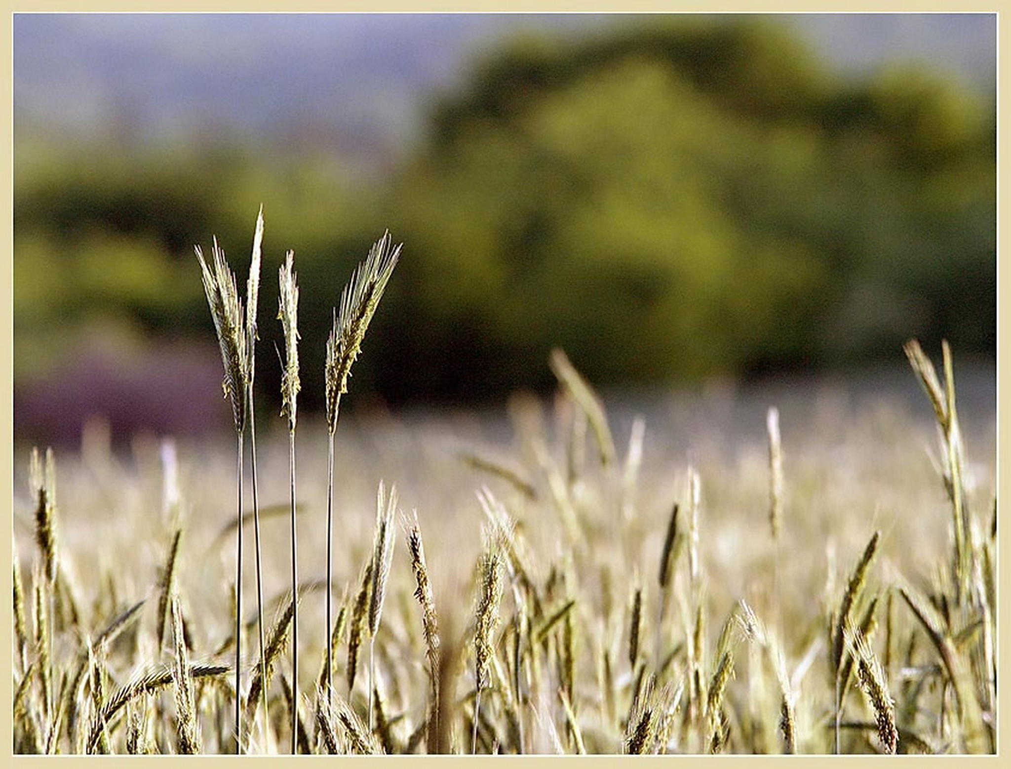 Streber 6011376494 o