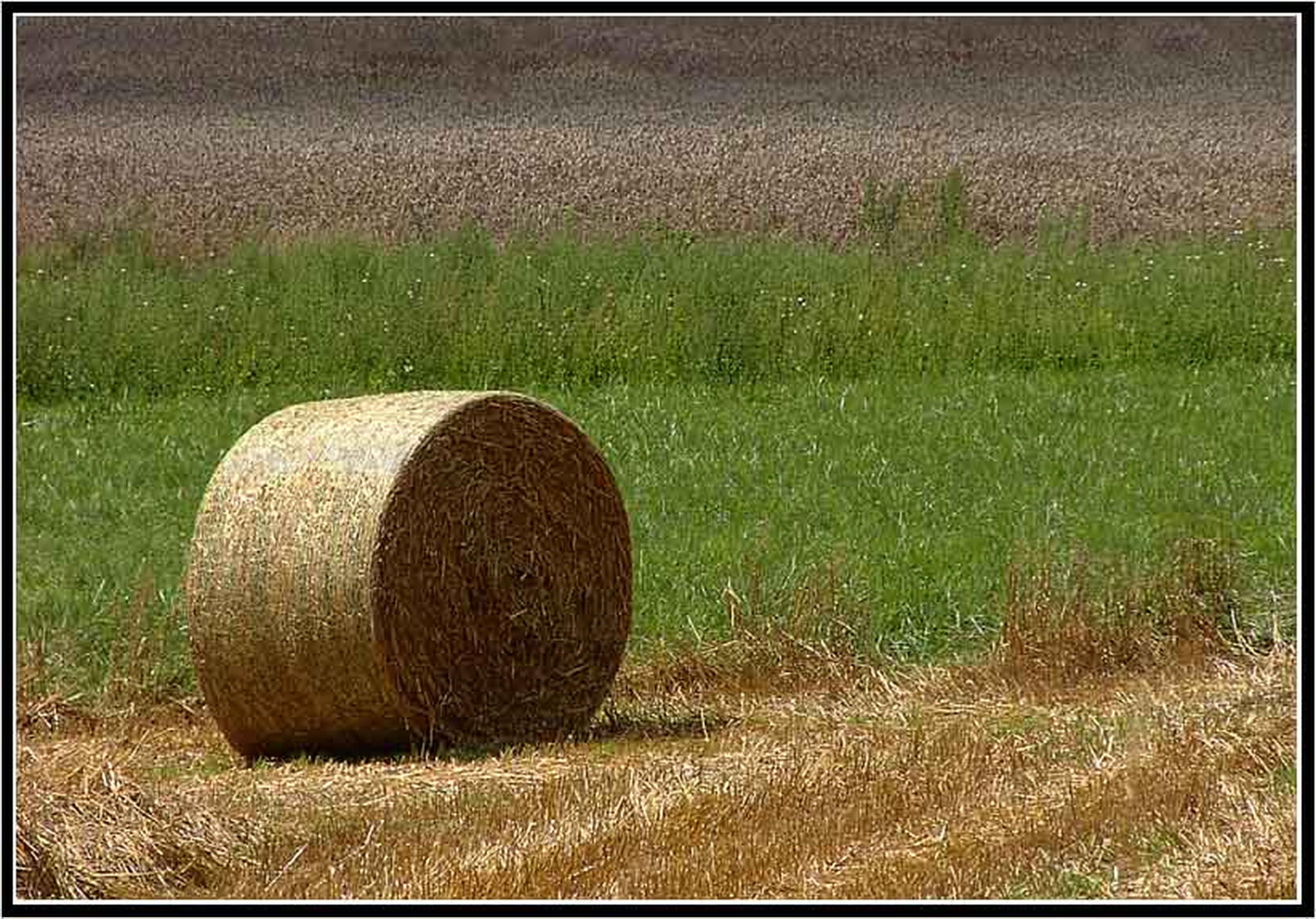 Tricolors 6013685976 o