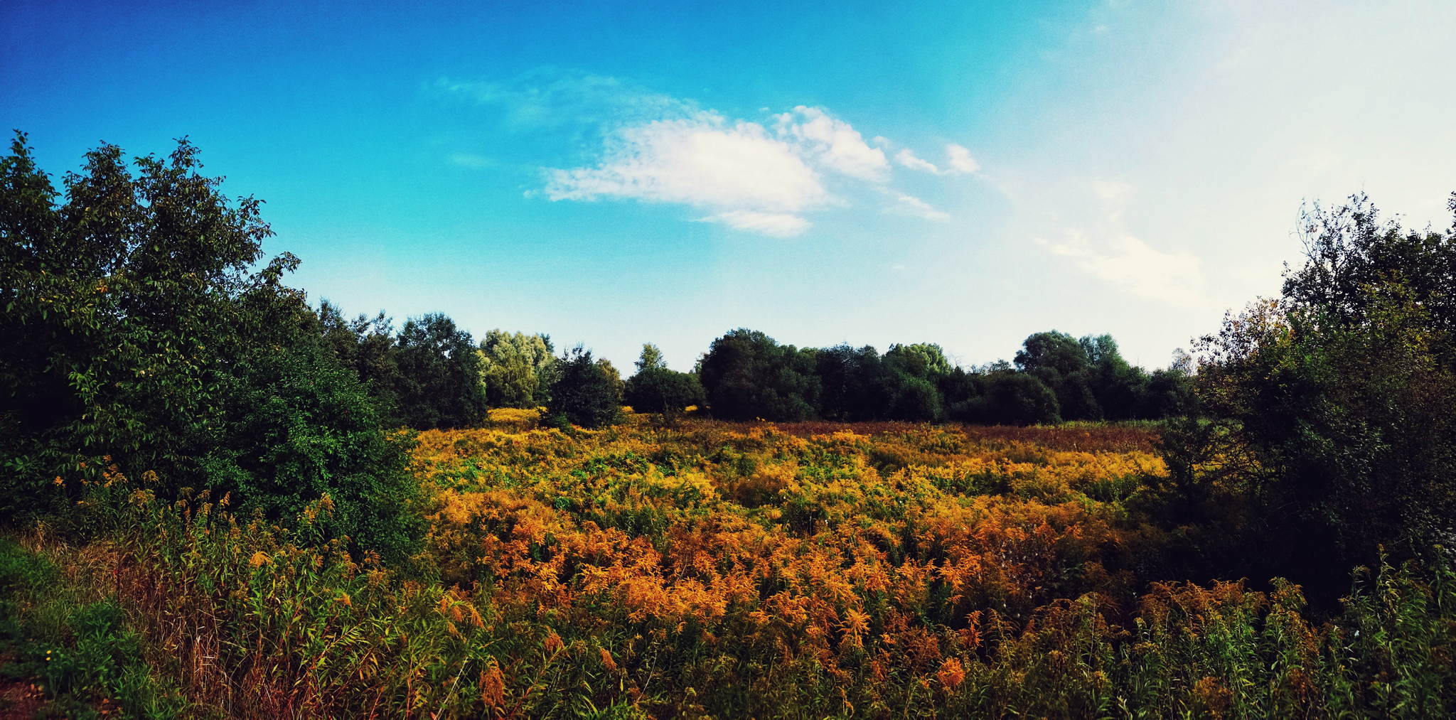 Un kraut 43517888545 o