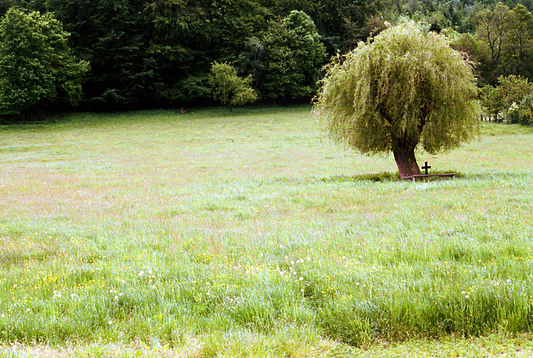 2003 11 01    Baum mit Kreuz 01 9563