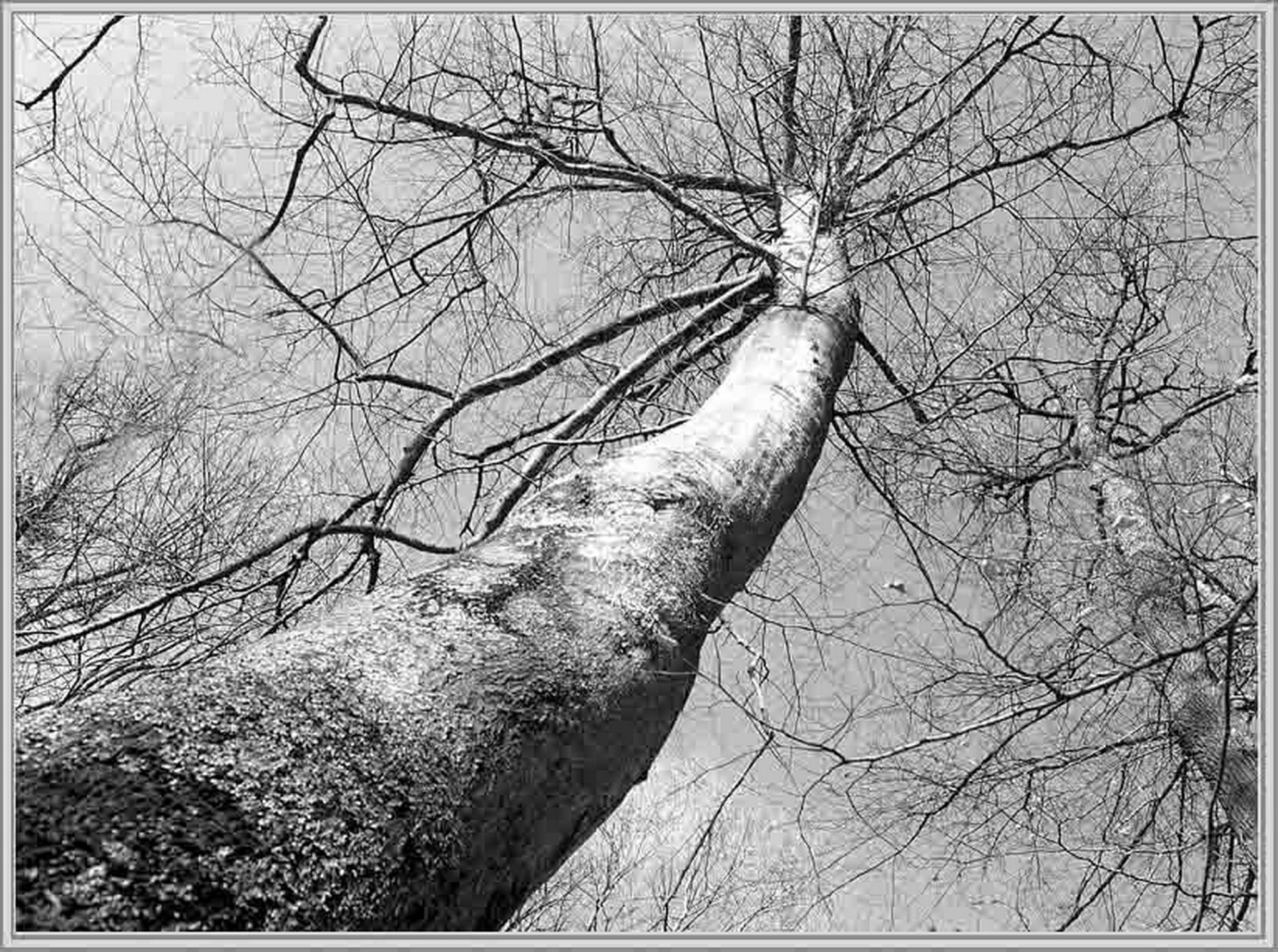 Weitwinkelbaum 6022415383 o