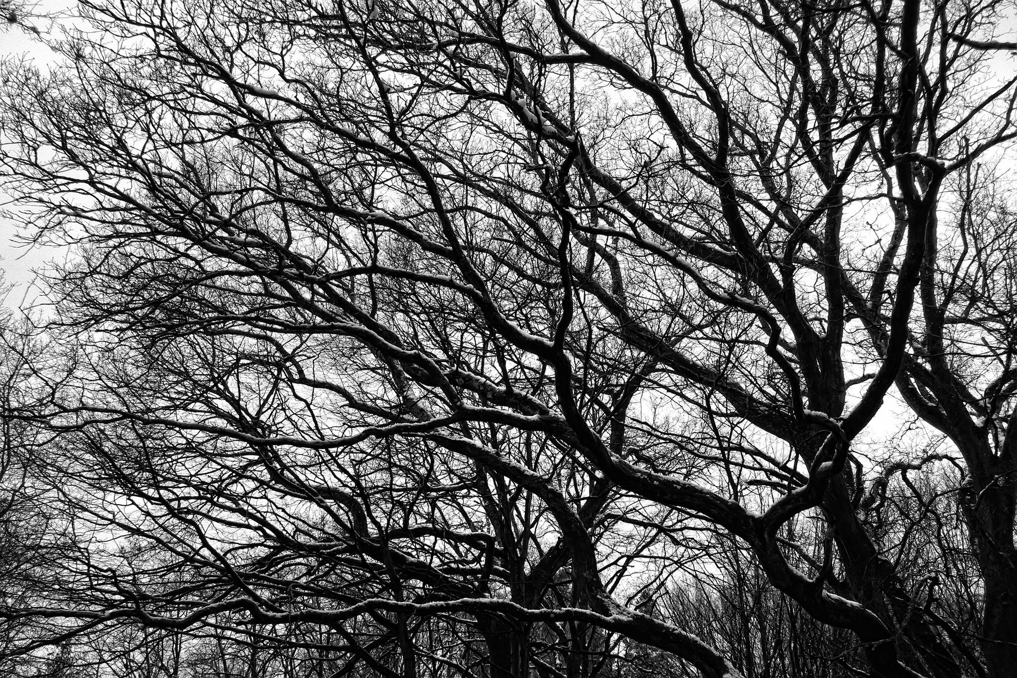 Winterbume 16417475085 o