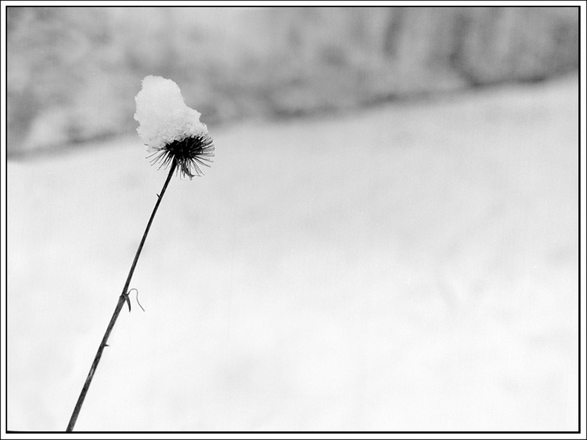 Winterspaziergang 2 6013689506 o