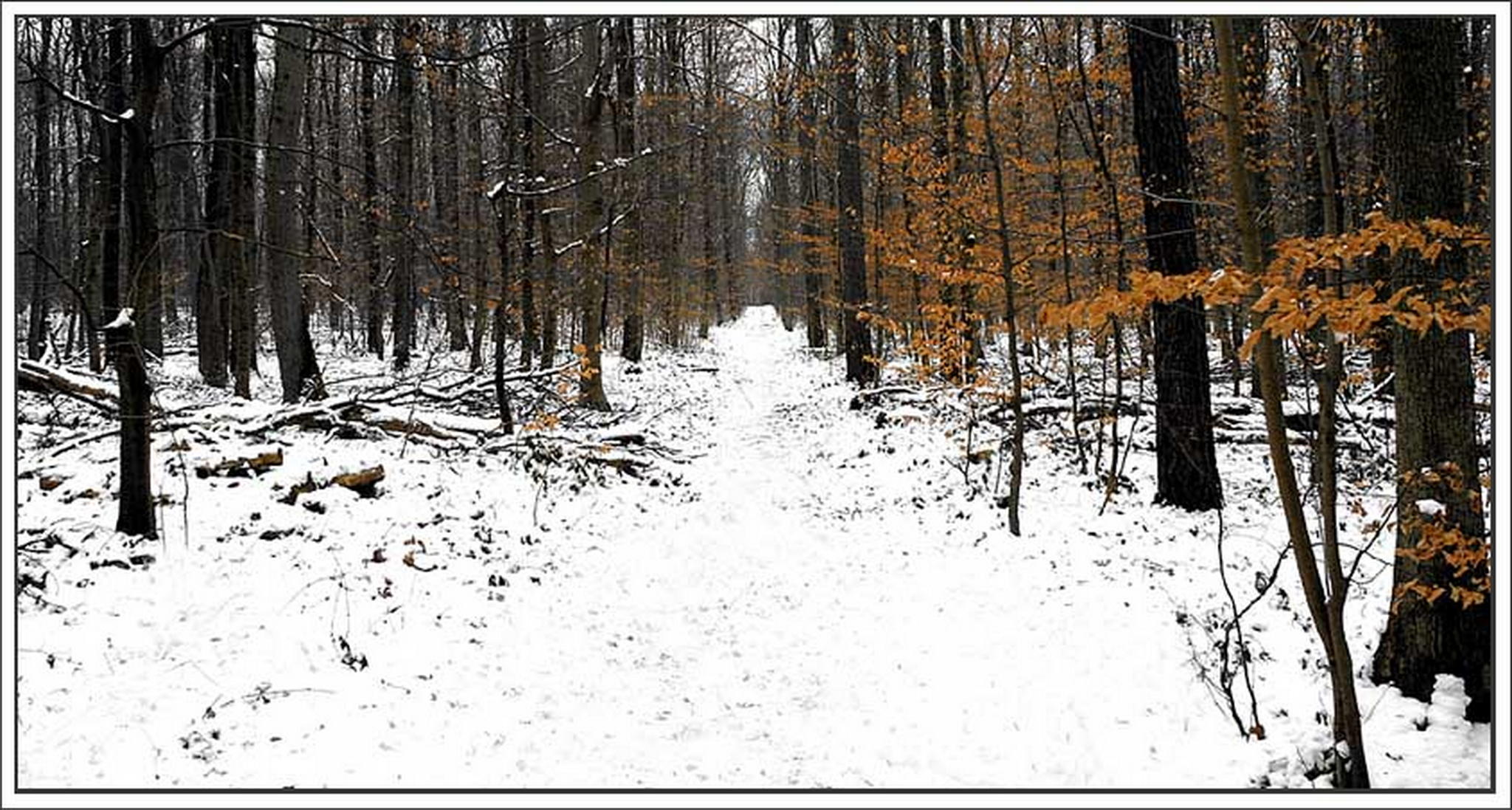 Winterwald 6013689162 o