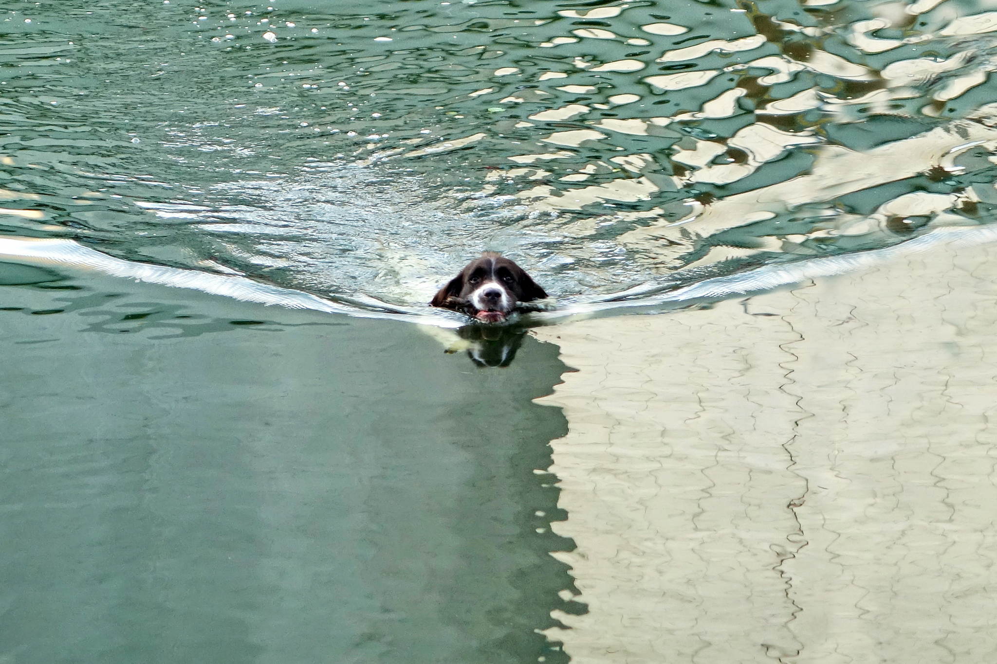 Braver hund 14779759533 o