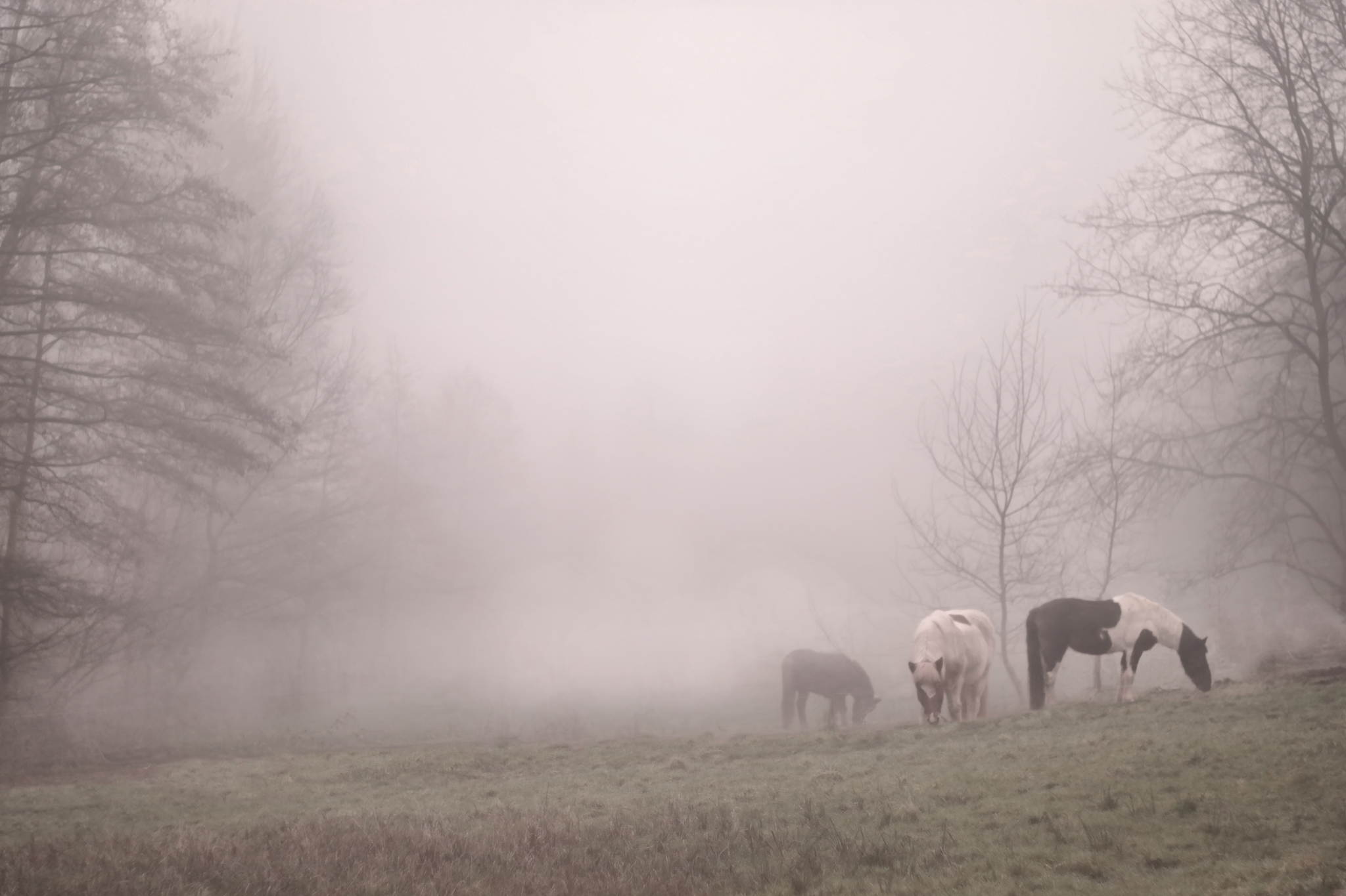 Nebelpferde 15645999303 o