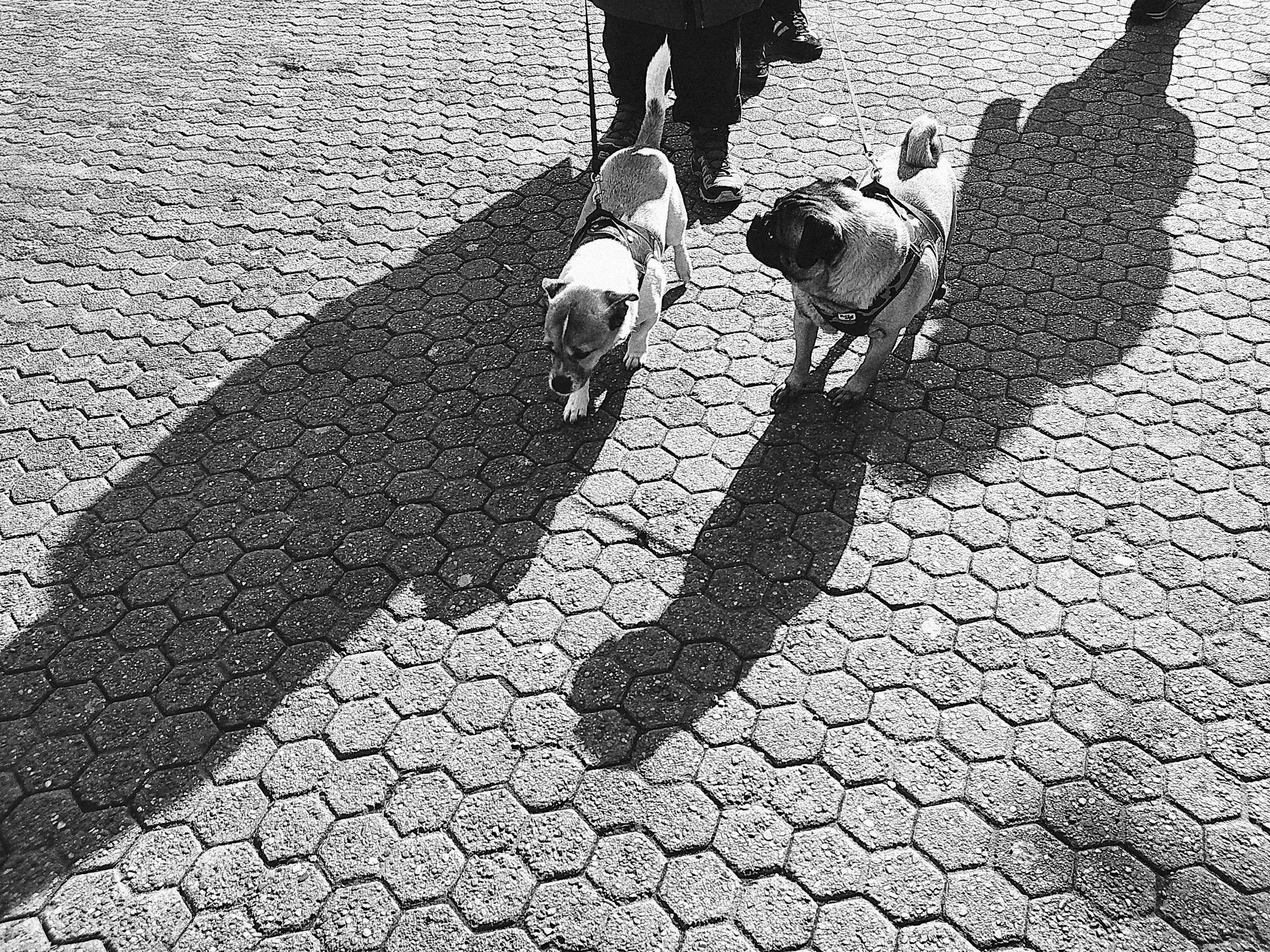 Pfiffi 54419282112 o