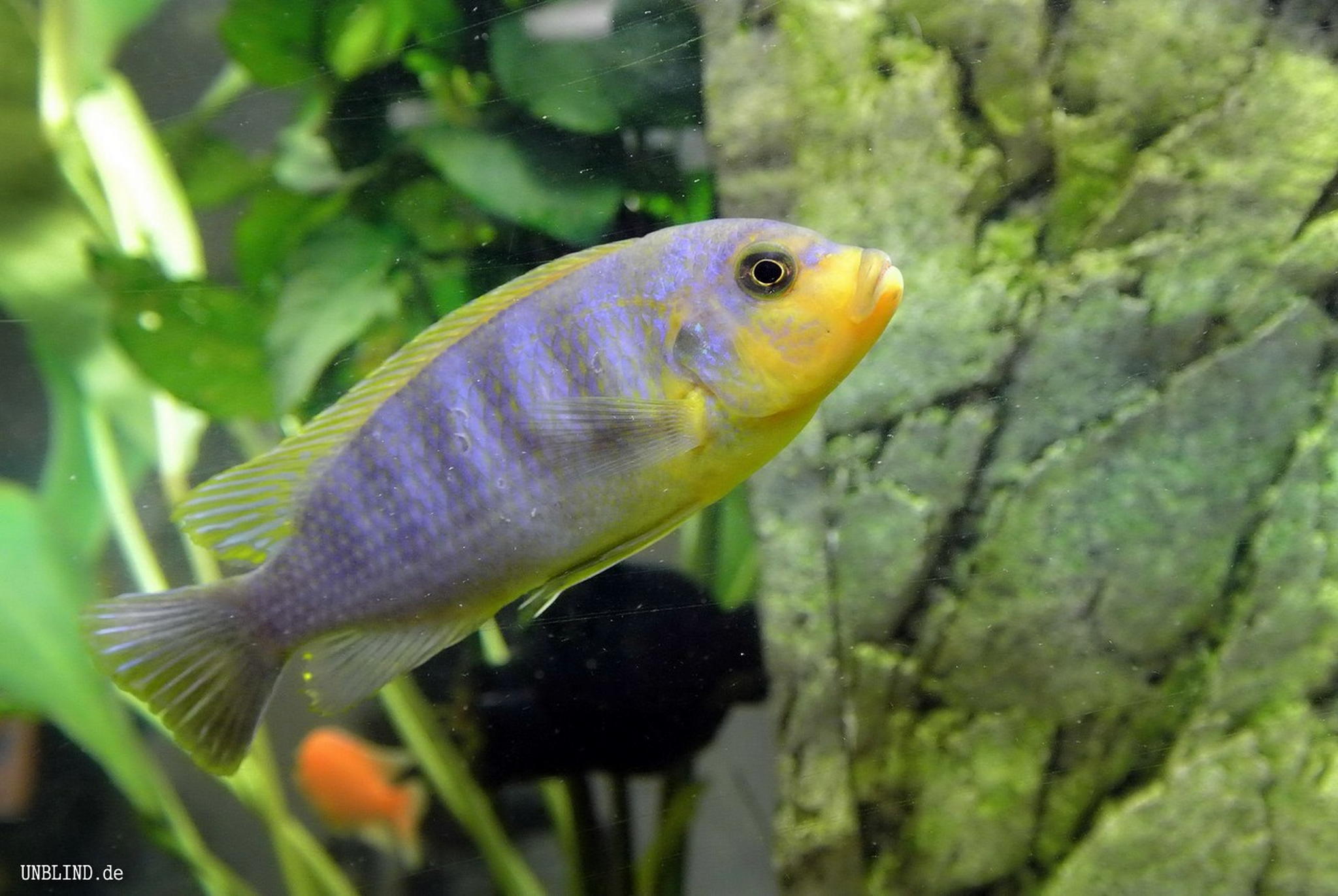 0074 web fisch 9181866951 o