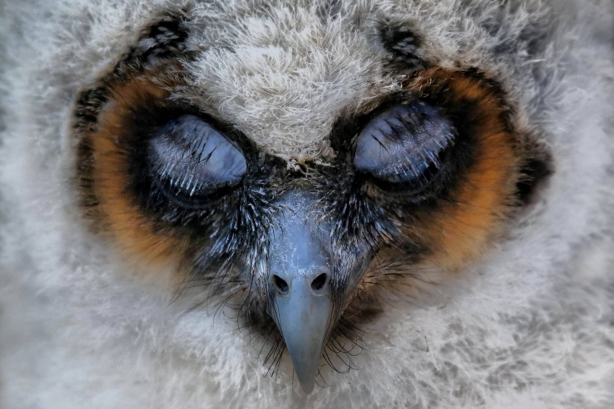 14771685604 8c2fc5ef0c o