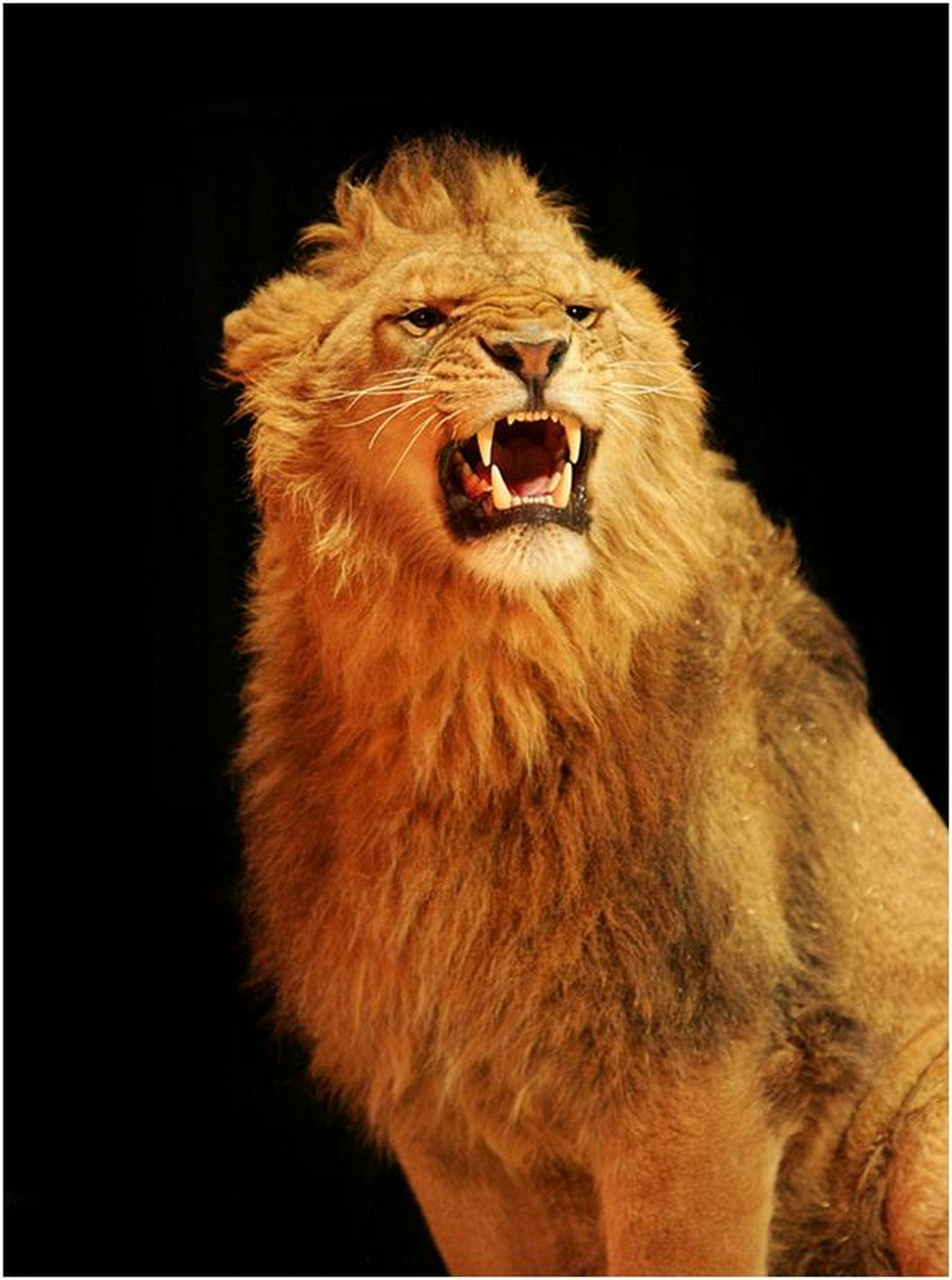 Althoff 03 6010934814 o