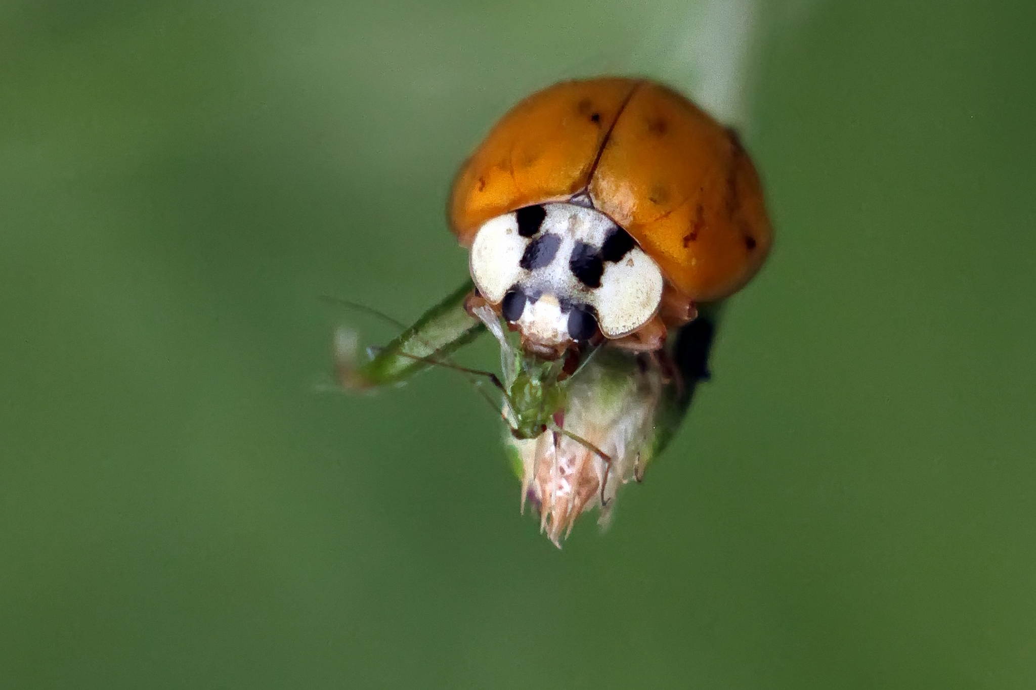 Ausschnitt 19103460462 o