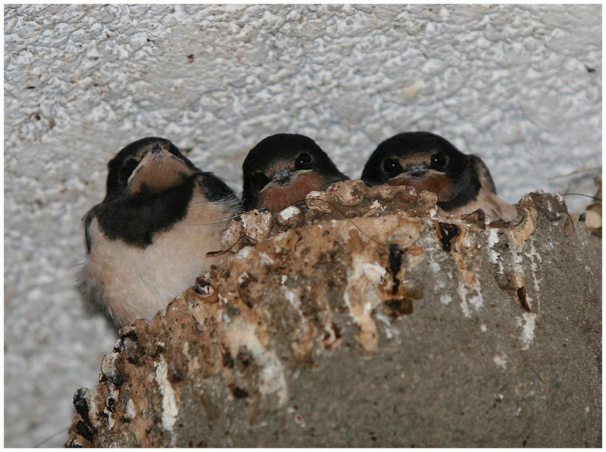 Bald ist es soweit 6011070686 o