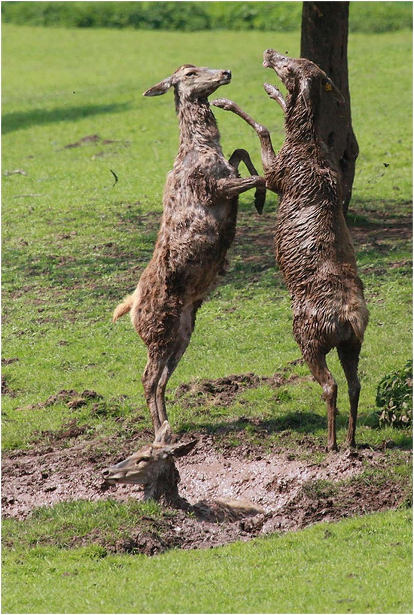 Bambis sind nicht immer lieb und sauber 6010931886 o