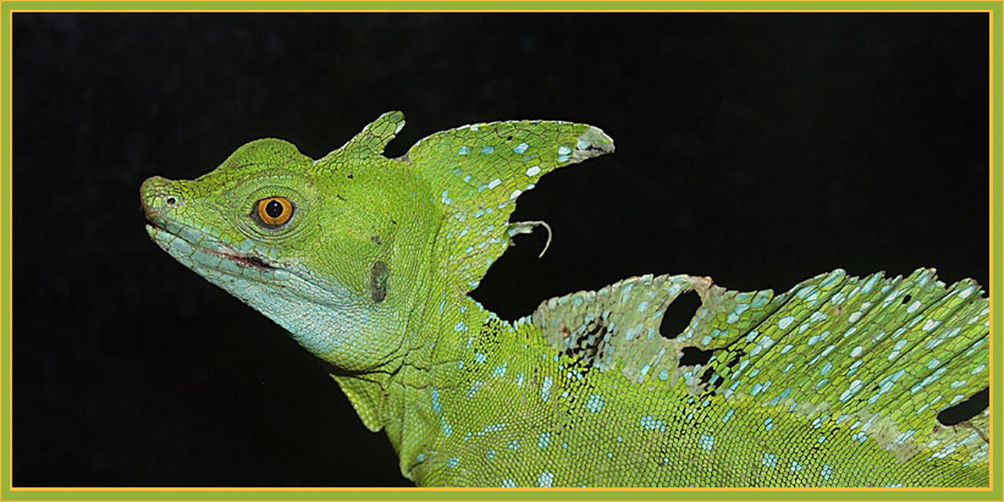 Basilisk 6013137513 o