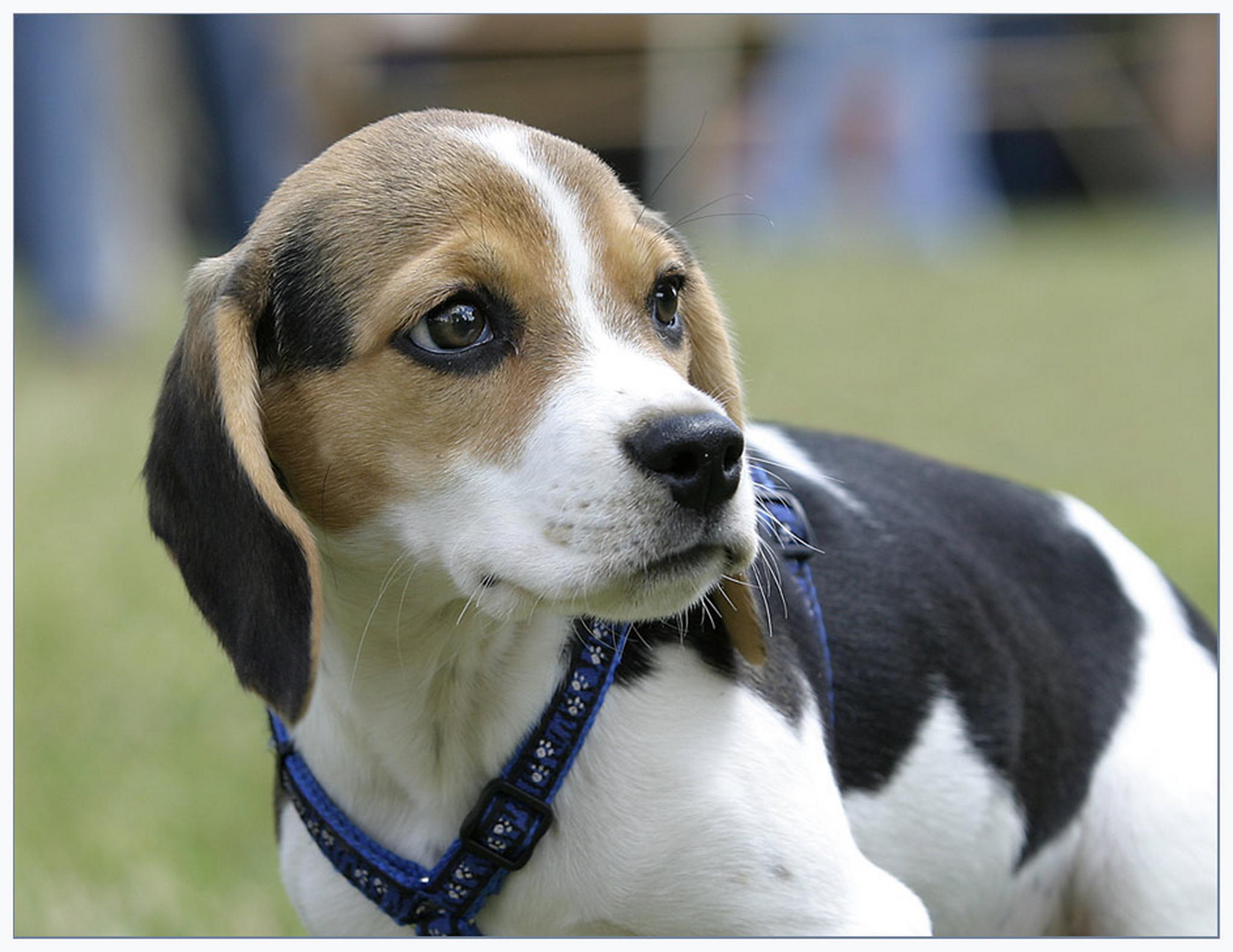 Beagelchen oder so 6011375336 o