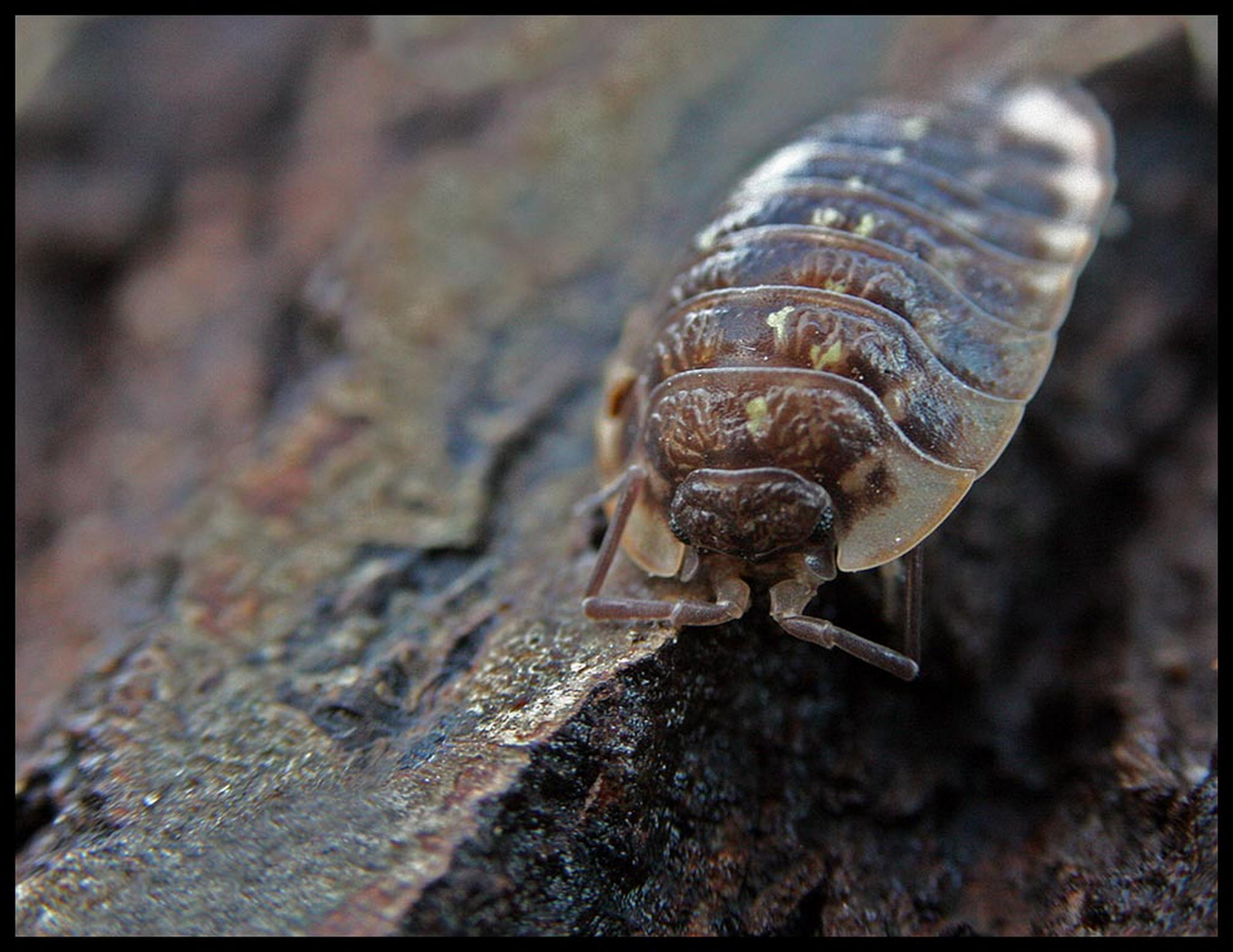 Besuch aus der eiszeit 6011080142 o