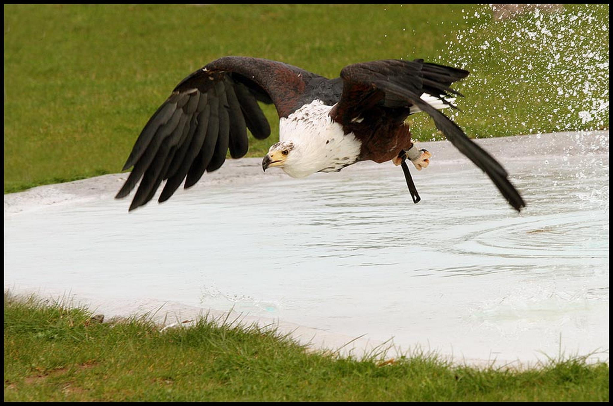 Beuteflug 2 6011071086 o