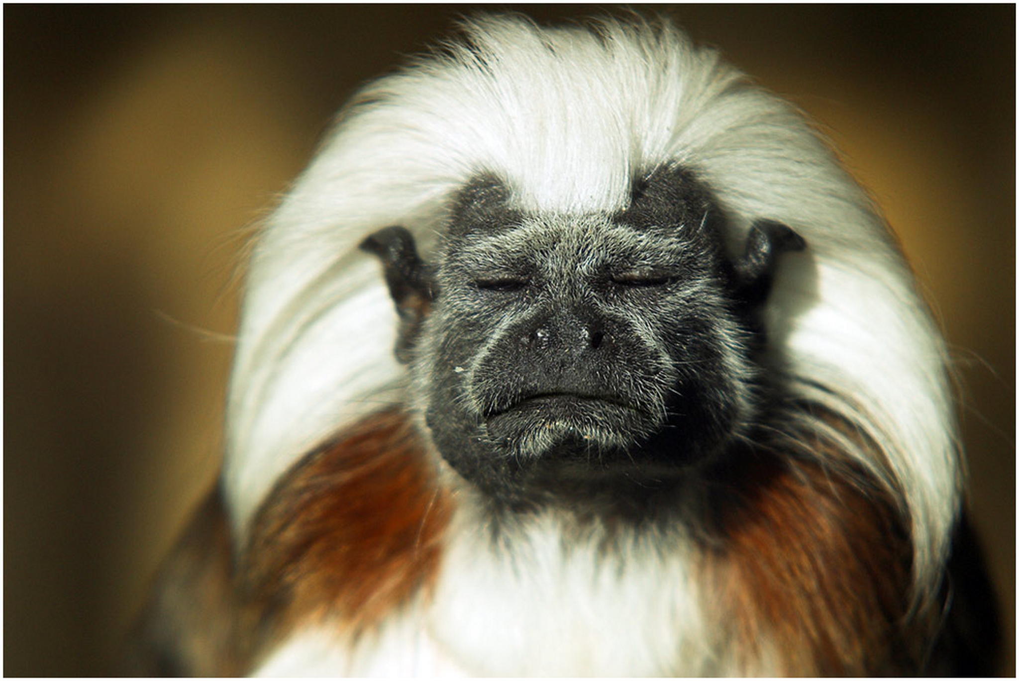 Bitte ruhe ich komponiere gerade 6010554683 o