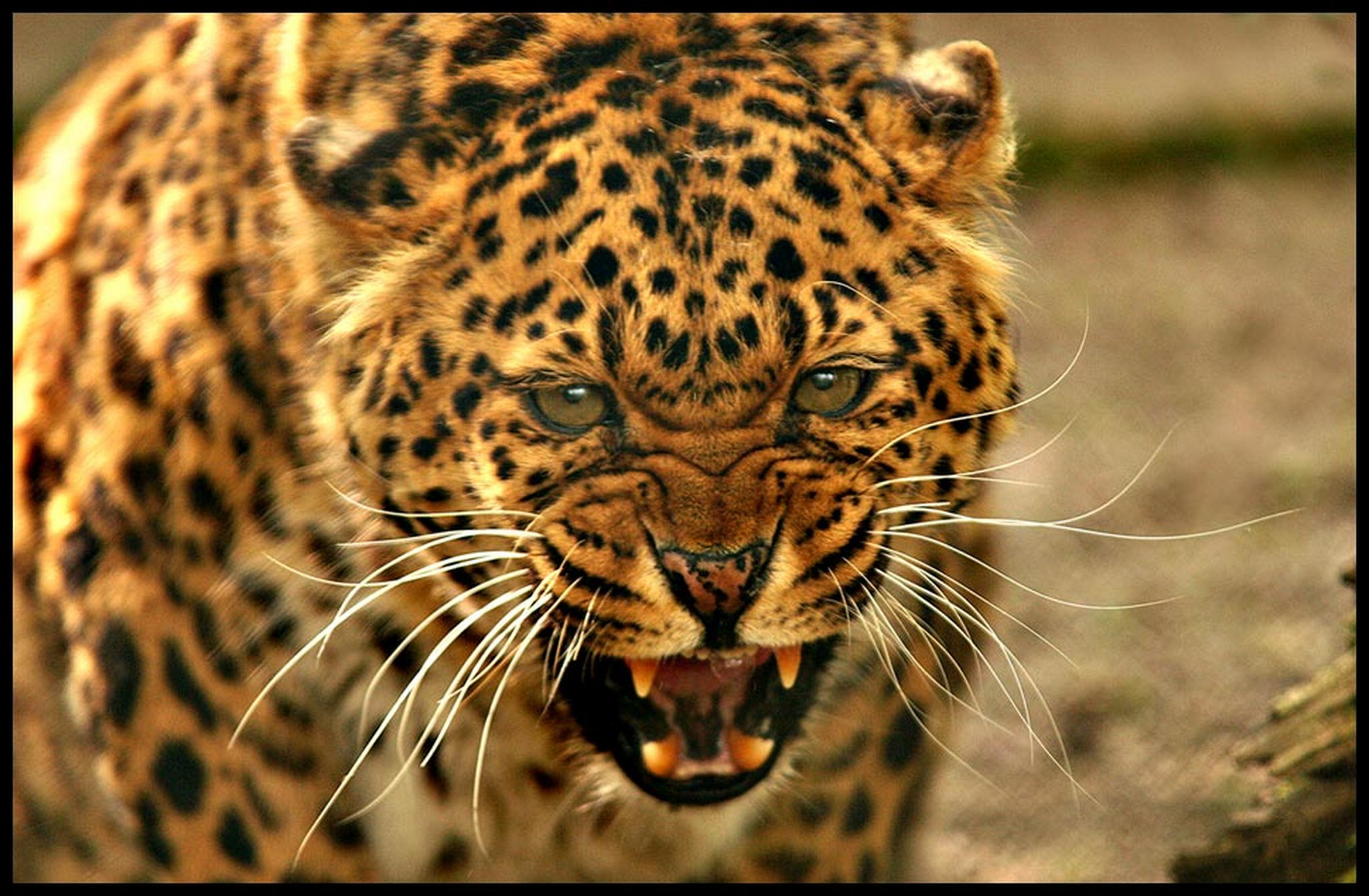 Bleib mir vom pelz 6011085008 o