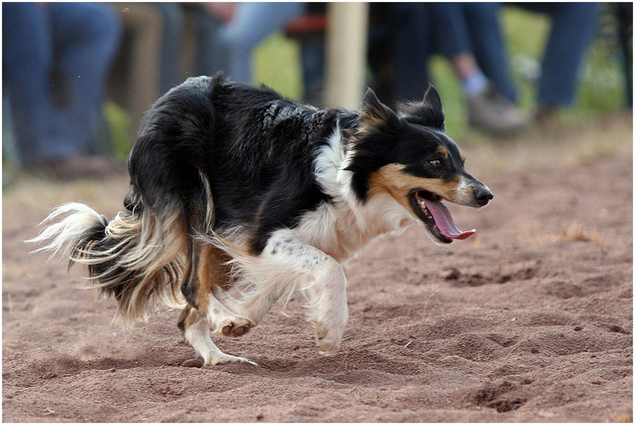 Border bei der arbeit 6010539479 o