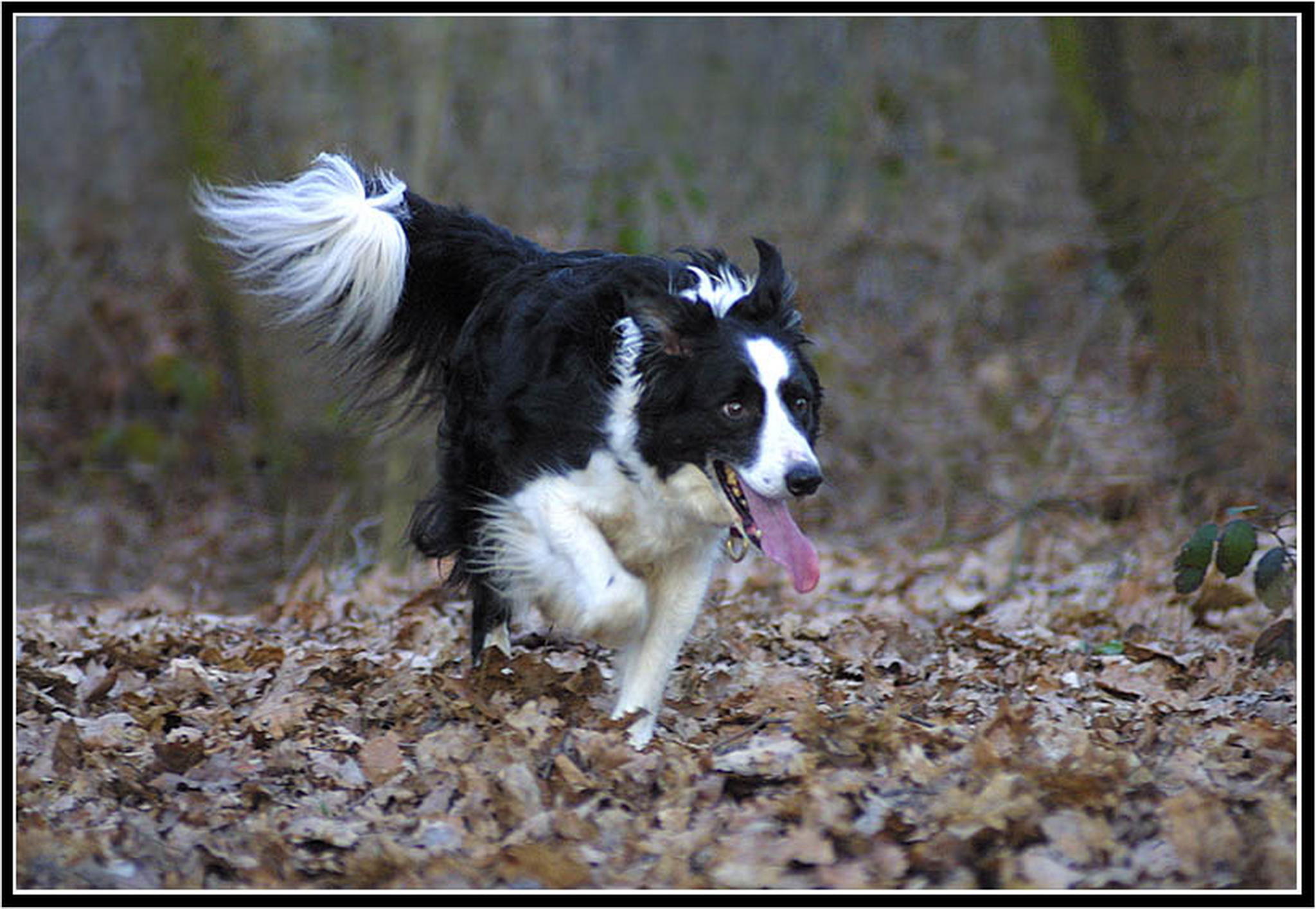 Borderaction 6013142177 o