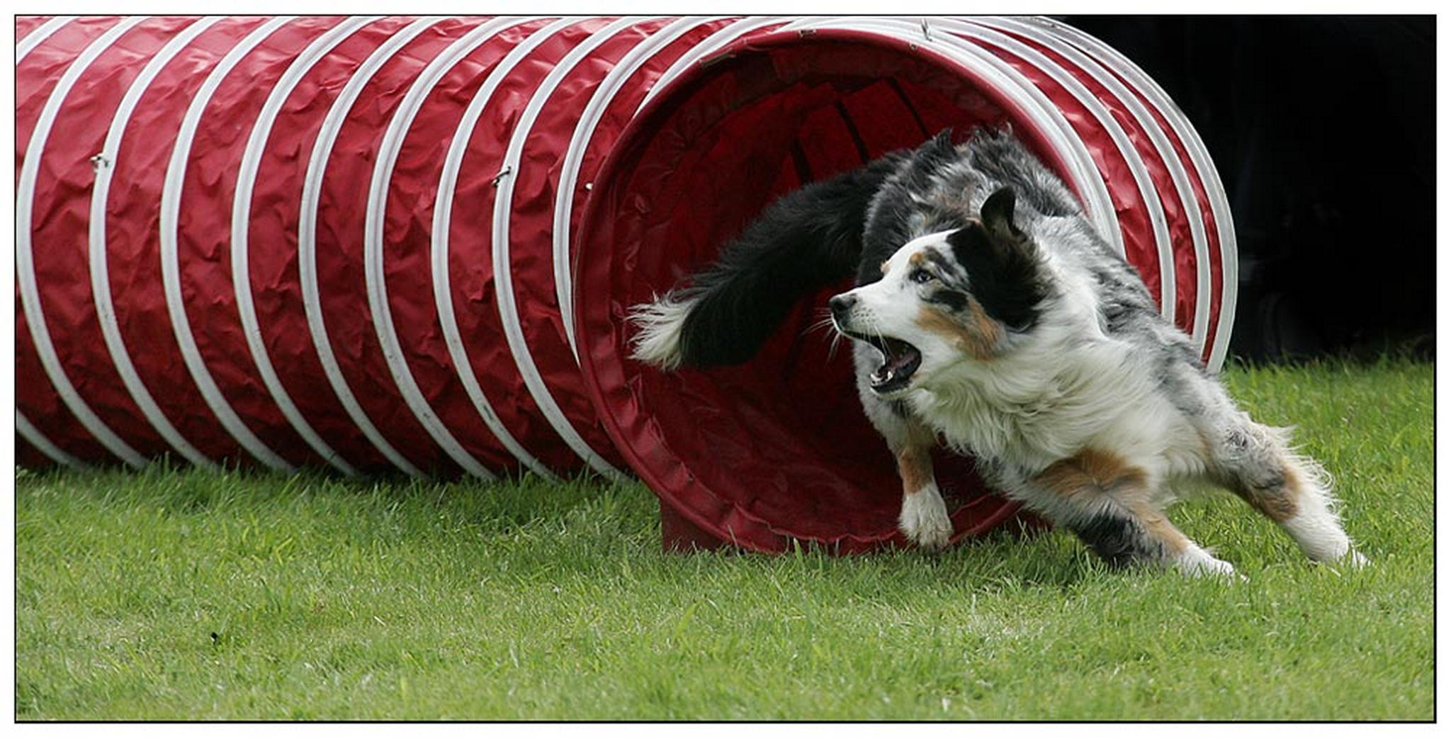 Borderktschen 6010395277 o