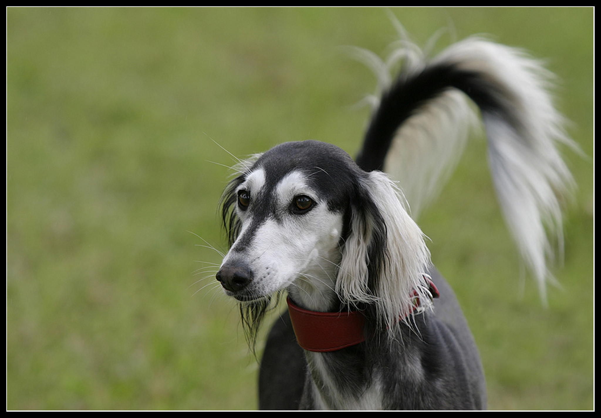 Bruder des windes 6011375528 o