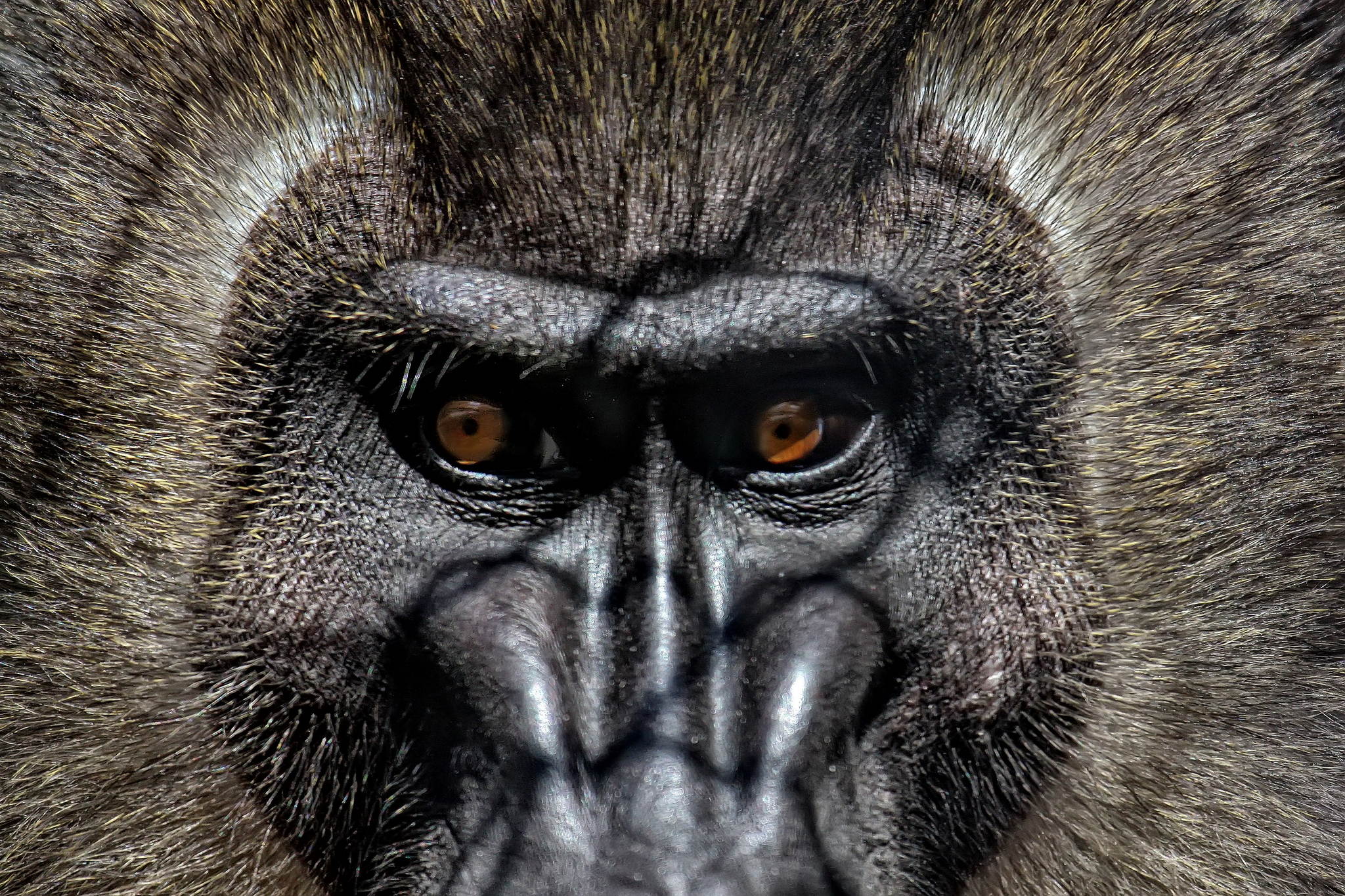 Buntdrill 14038298113 o