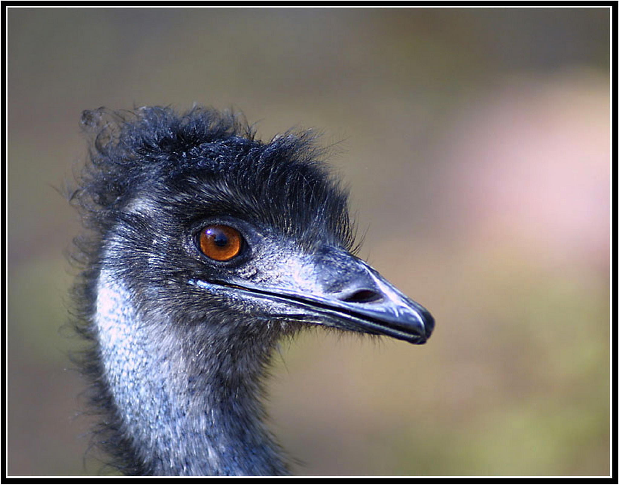 Ch freu mich ber mein neues 1 6013688236 o