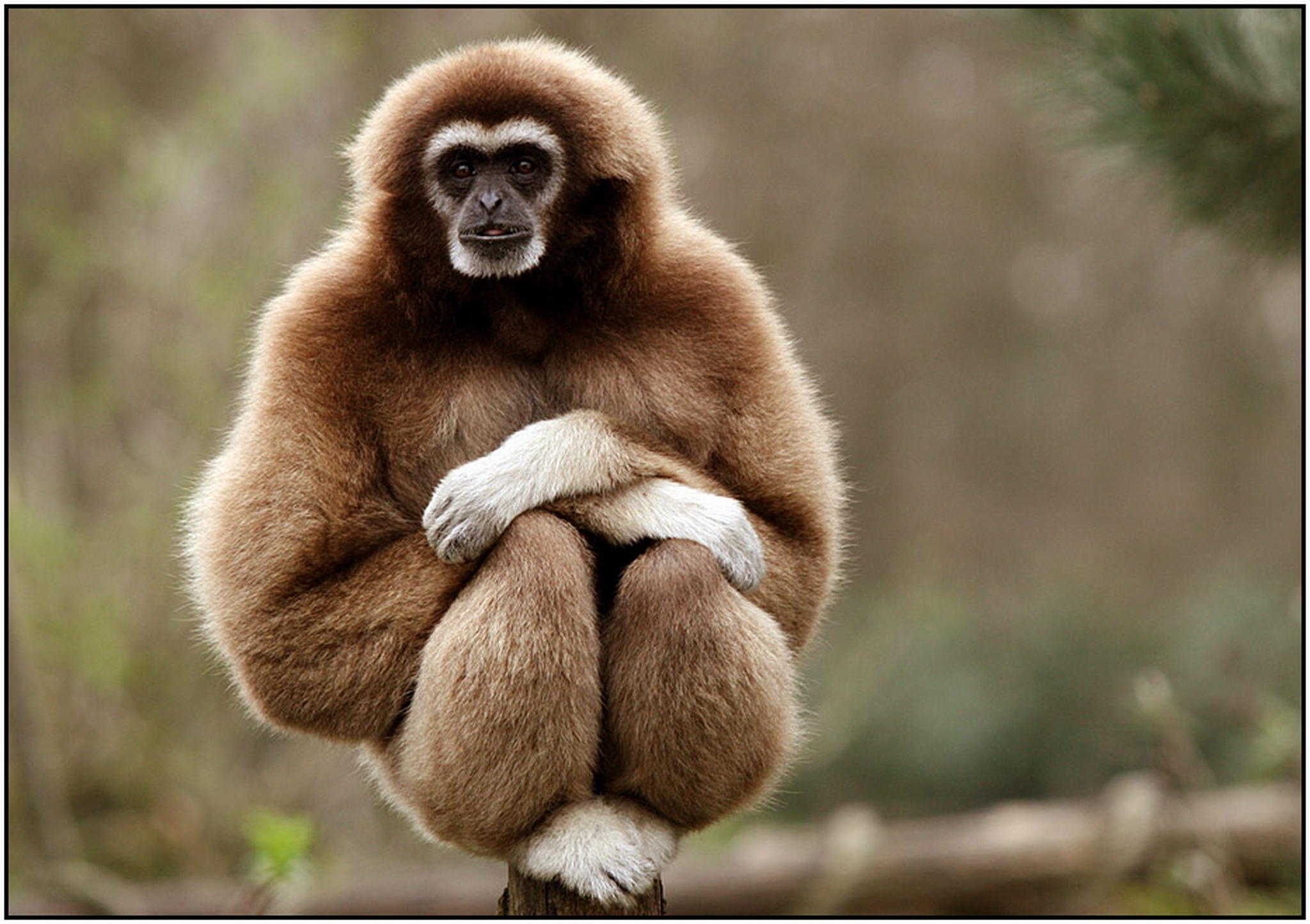 Da sitz ich nun 6011085572 o