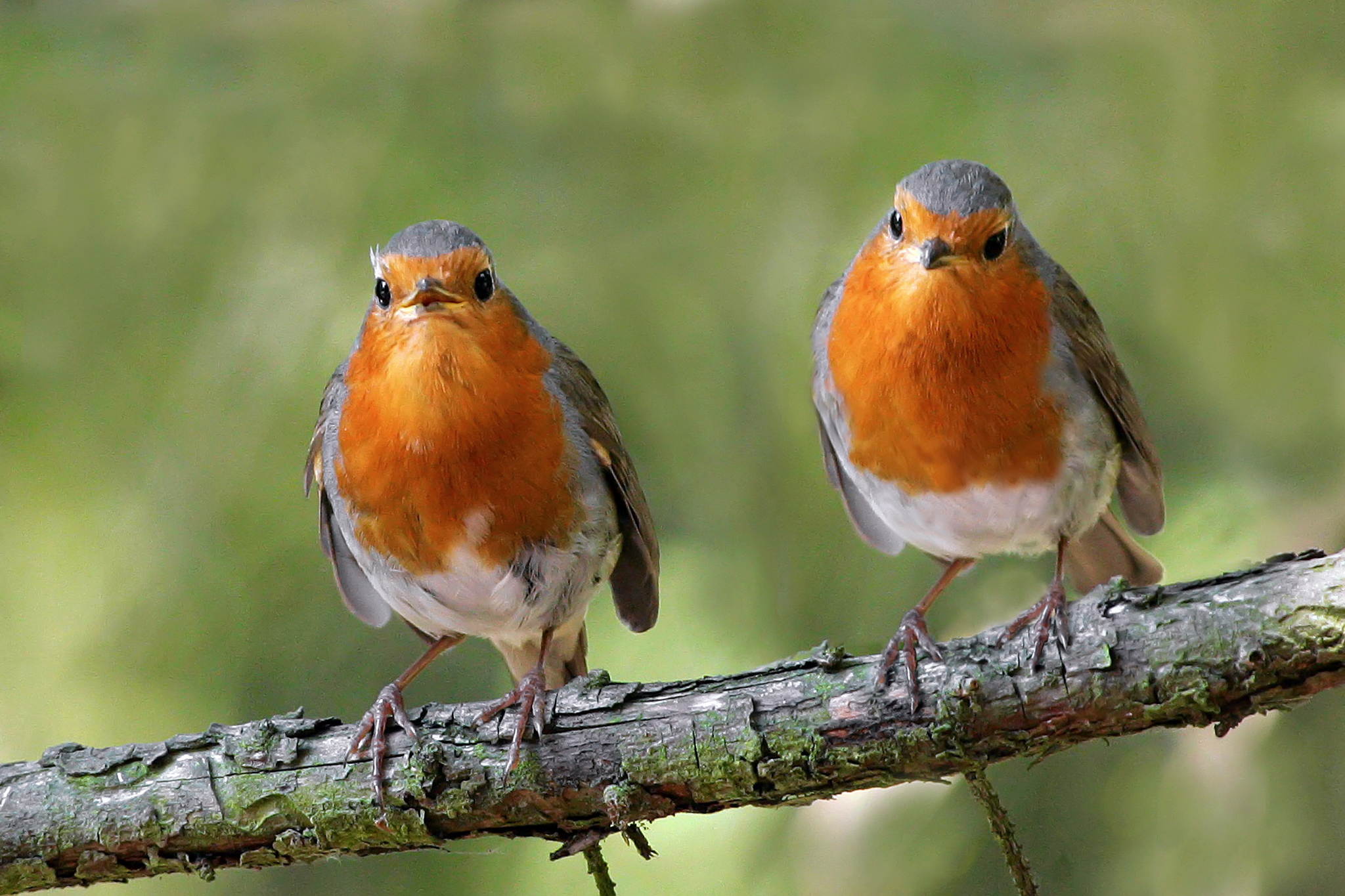 Das doppelte lottchen 26523329287 o