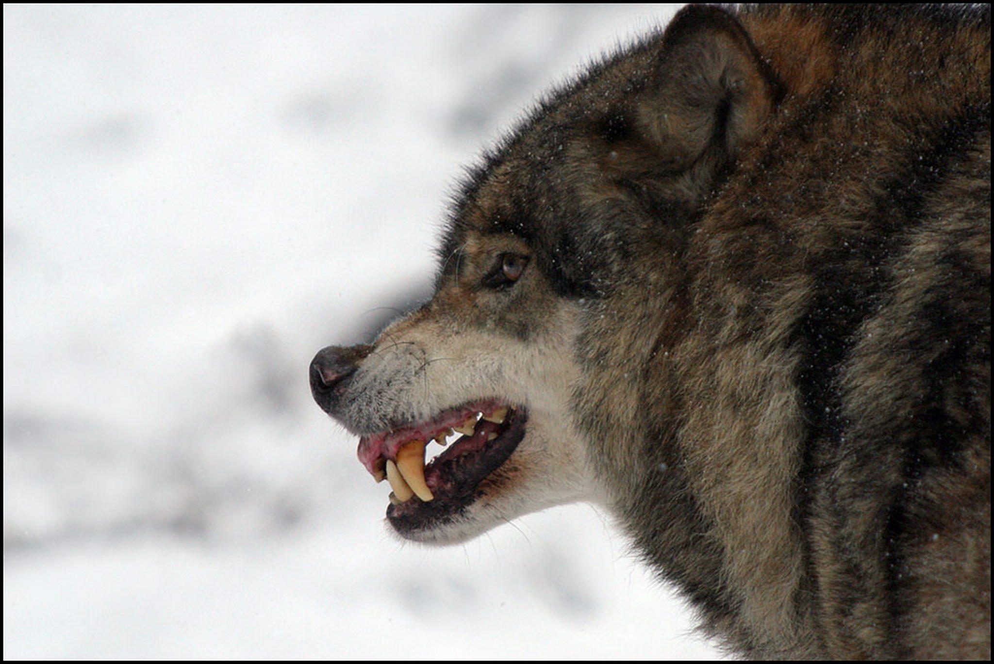 Der alte wolf 6010533943 o