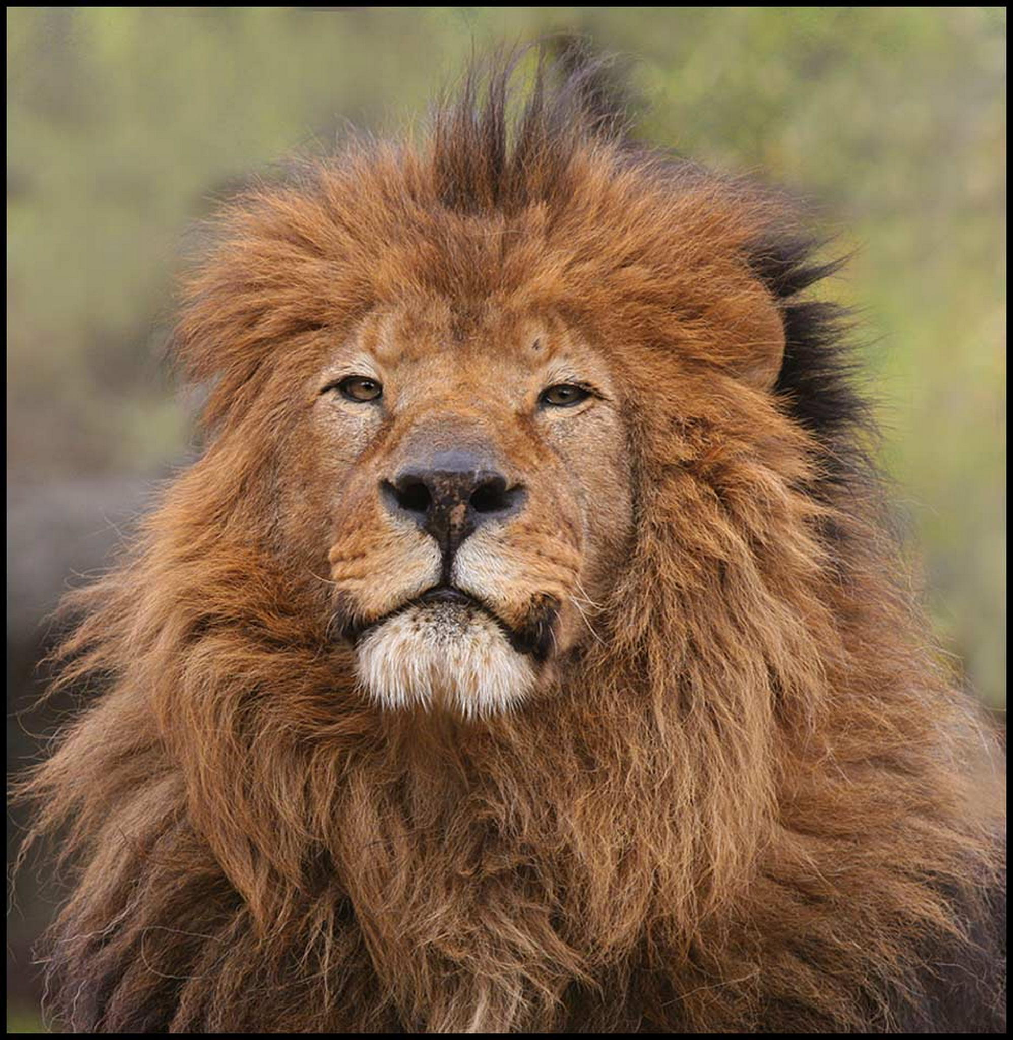 Der alte 6011084920 o