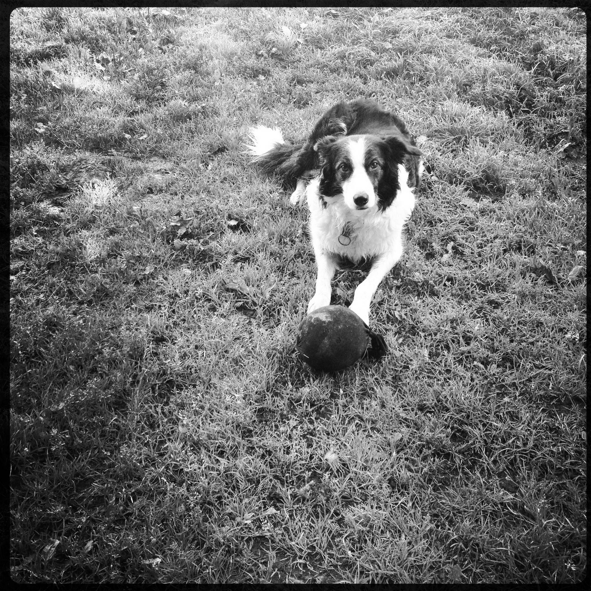 Der ball 16288855670 o