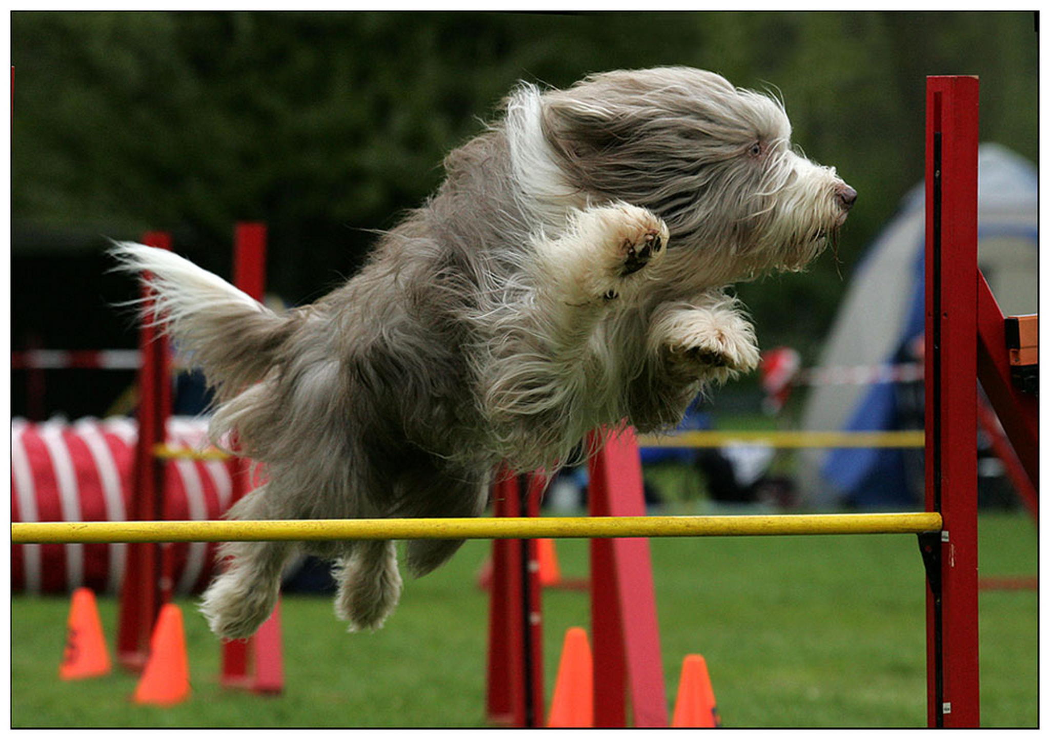 Der fliegende flokati 6010944370 o