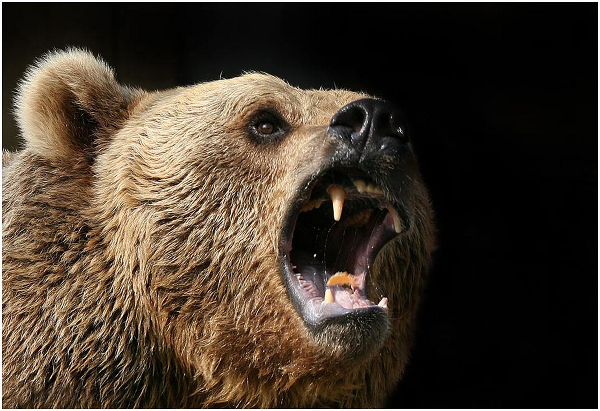 Der leckerbissen 6011085622 o