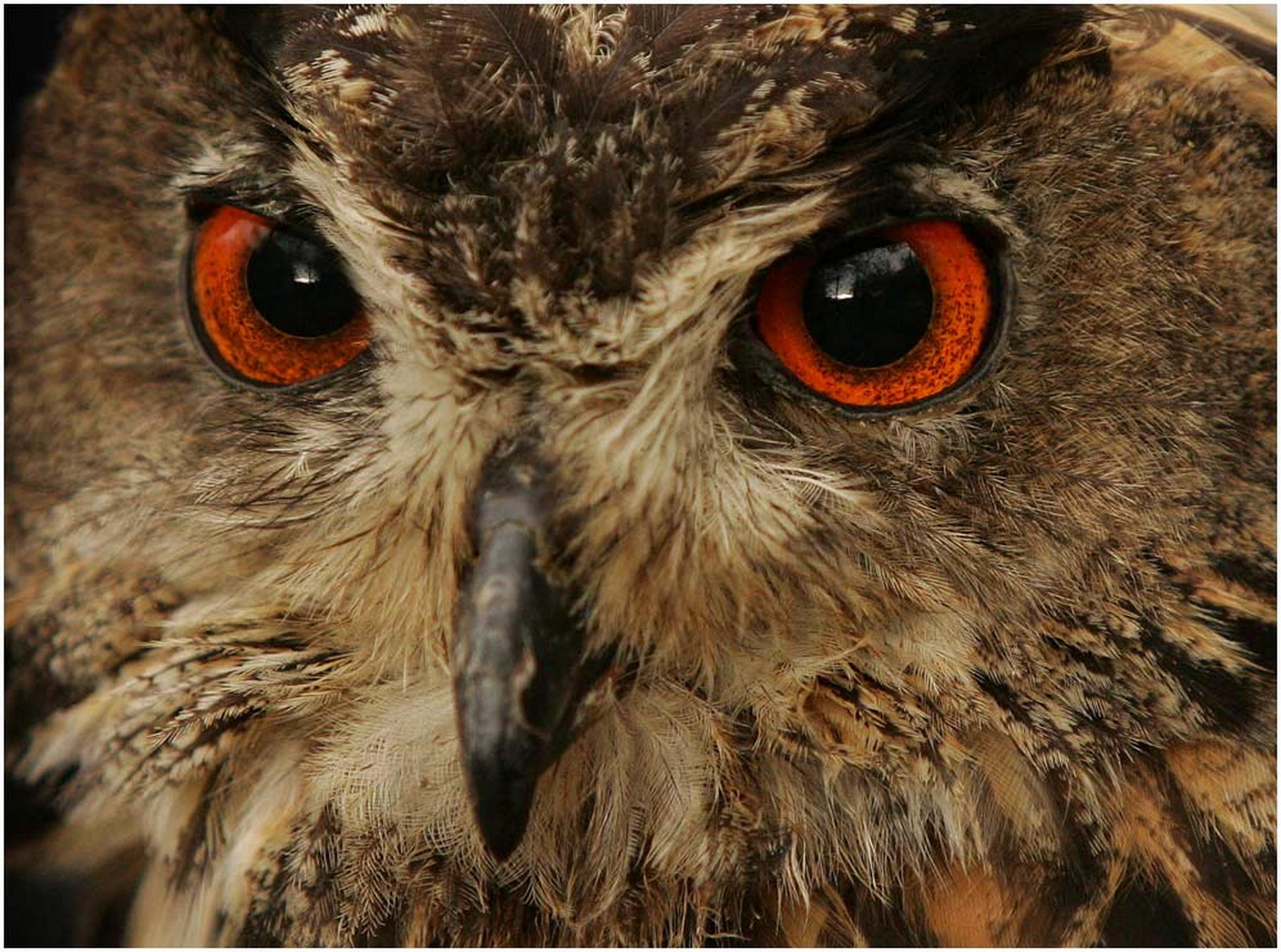 Der max 6010390037 o