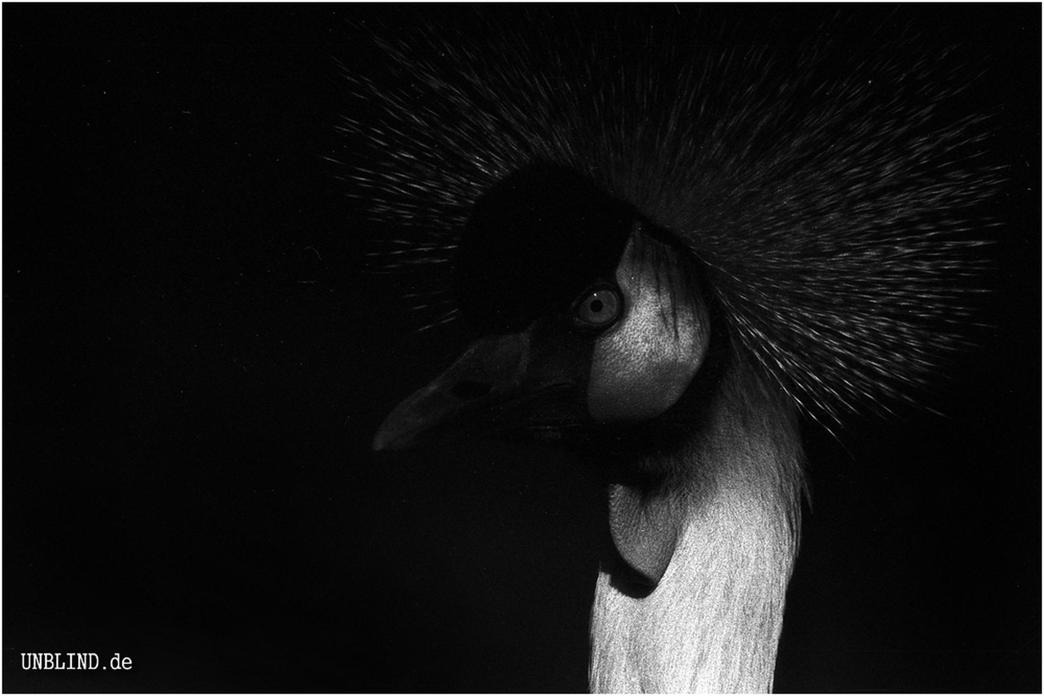 Der mit der krone 6010479183 o