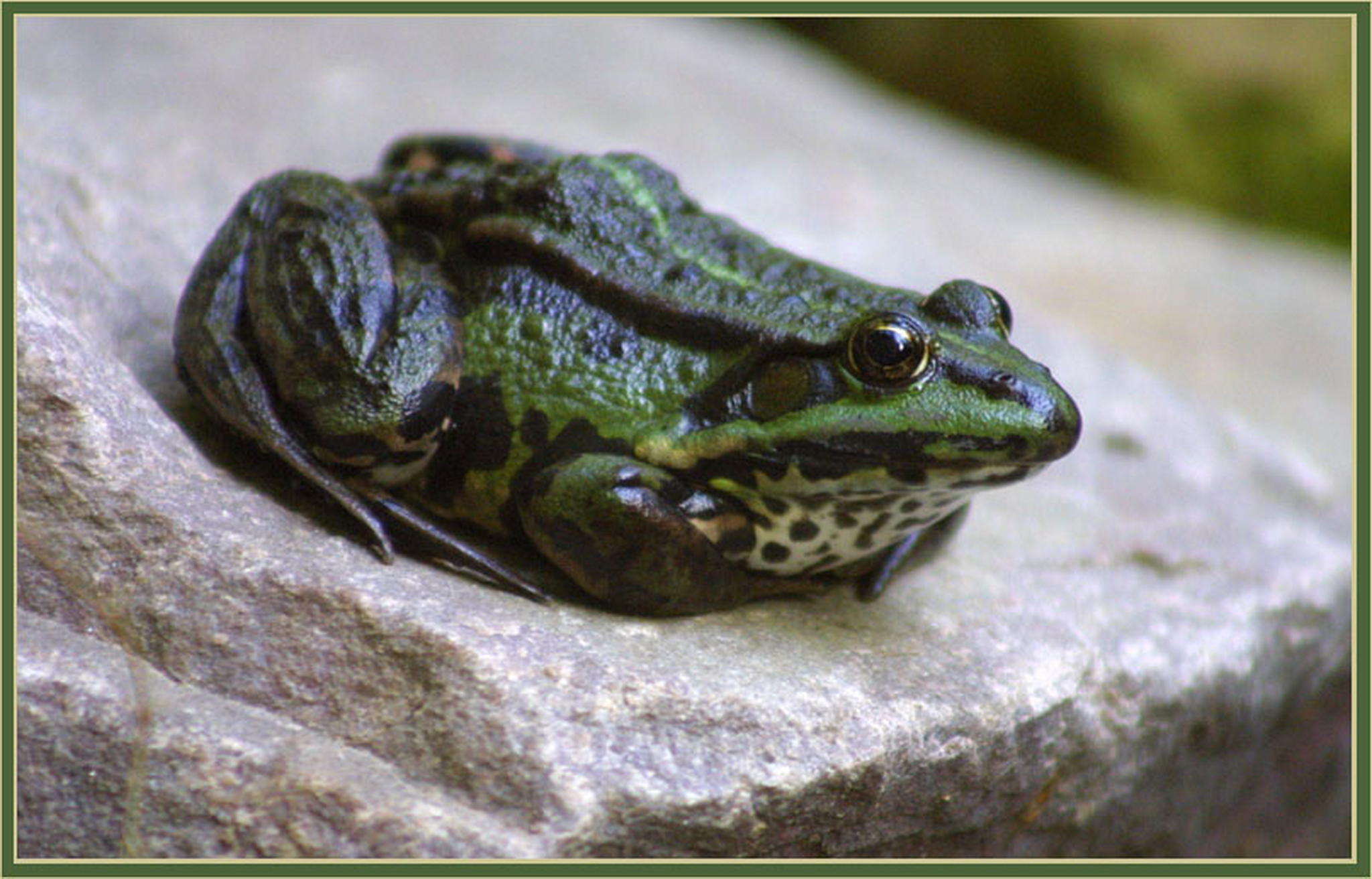 Der neue 6013138993 o