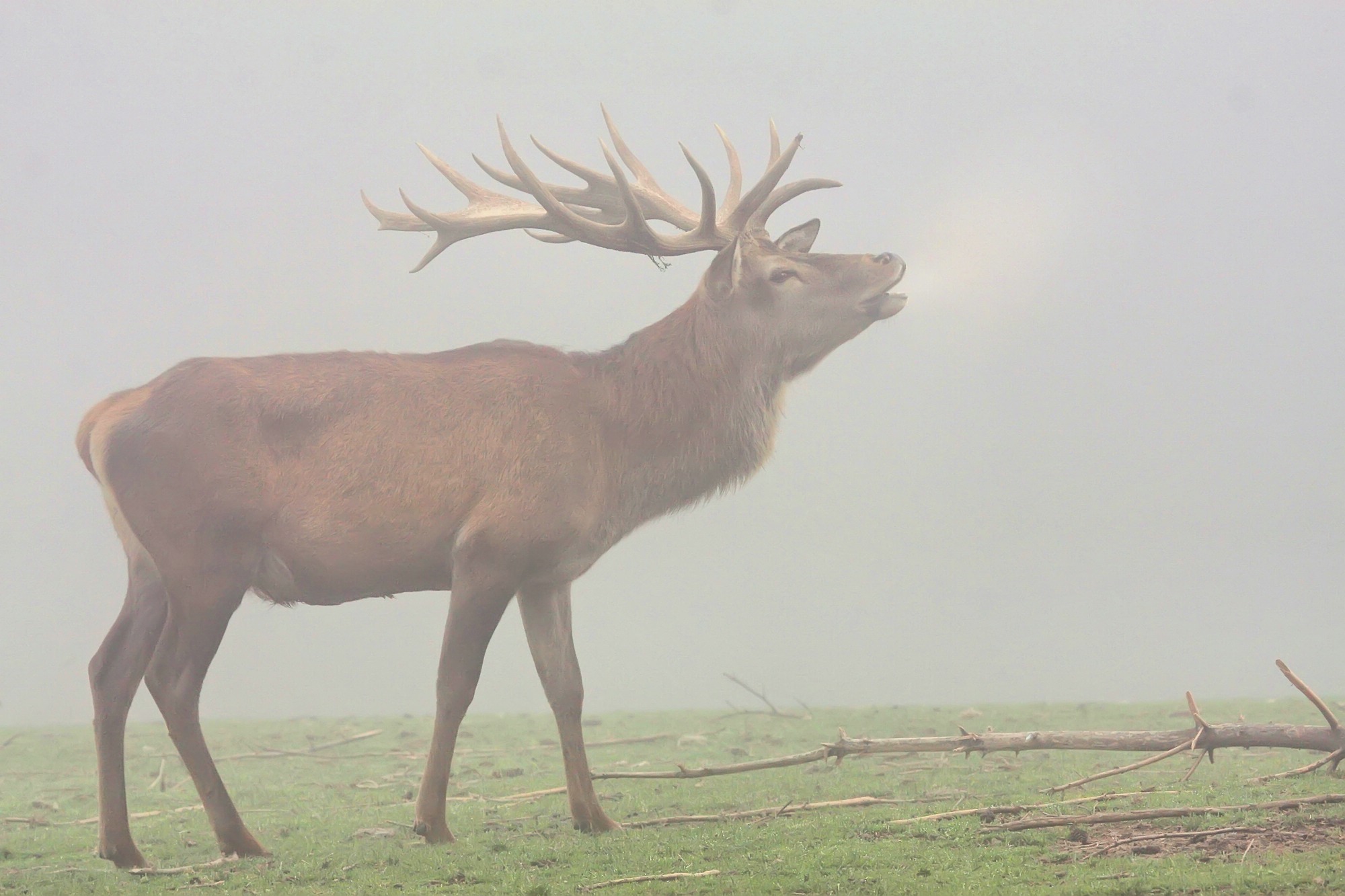 Der ruf 13411582844 o