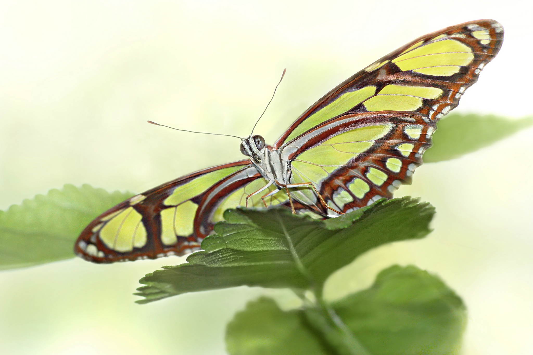 Der schmetterling leicht und schn aus gottes traum geboren 13914999239 o